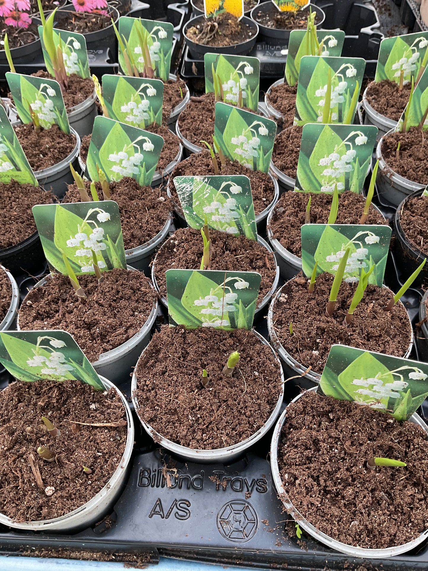 Convallaria majalis P11