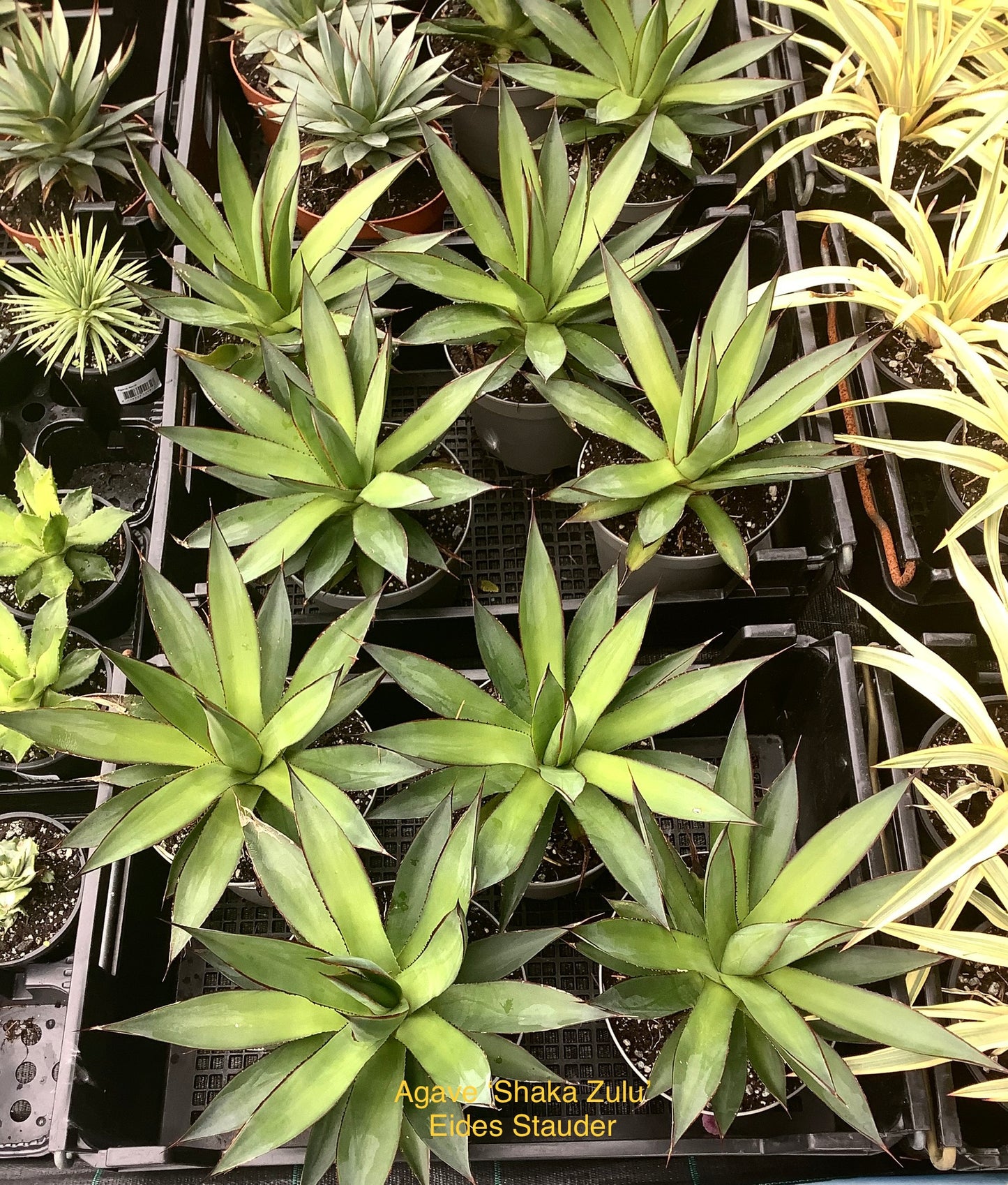 Agave ‘Shaka Zulu’