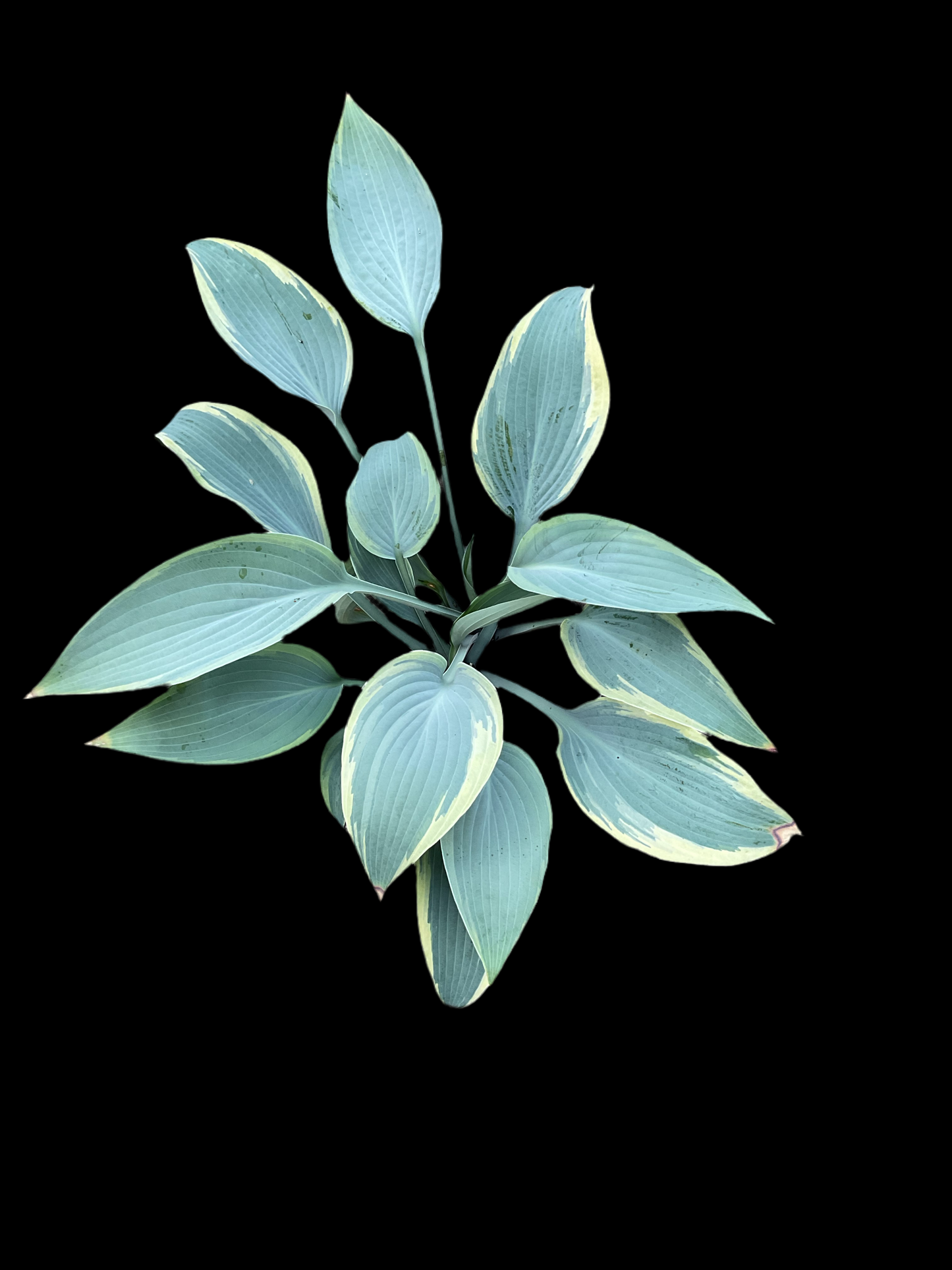 Hosta ‘Mourning Dove’