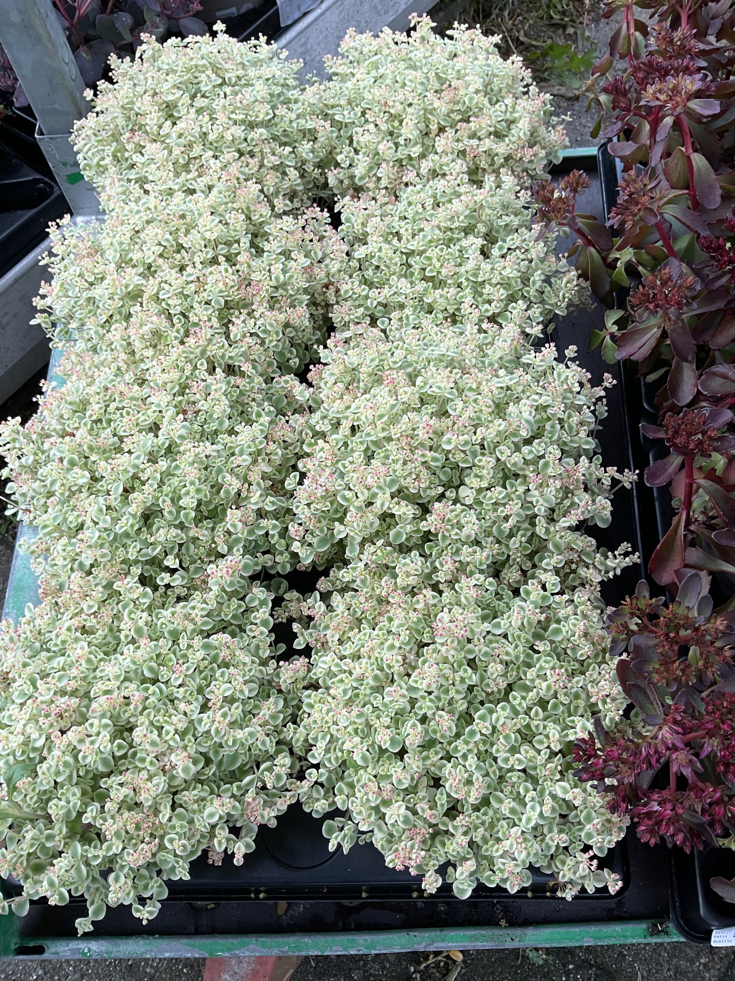 Sedum ‘Little Missy’ P13