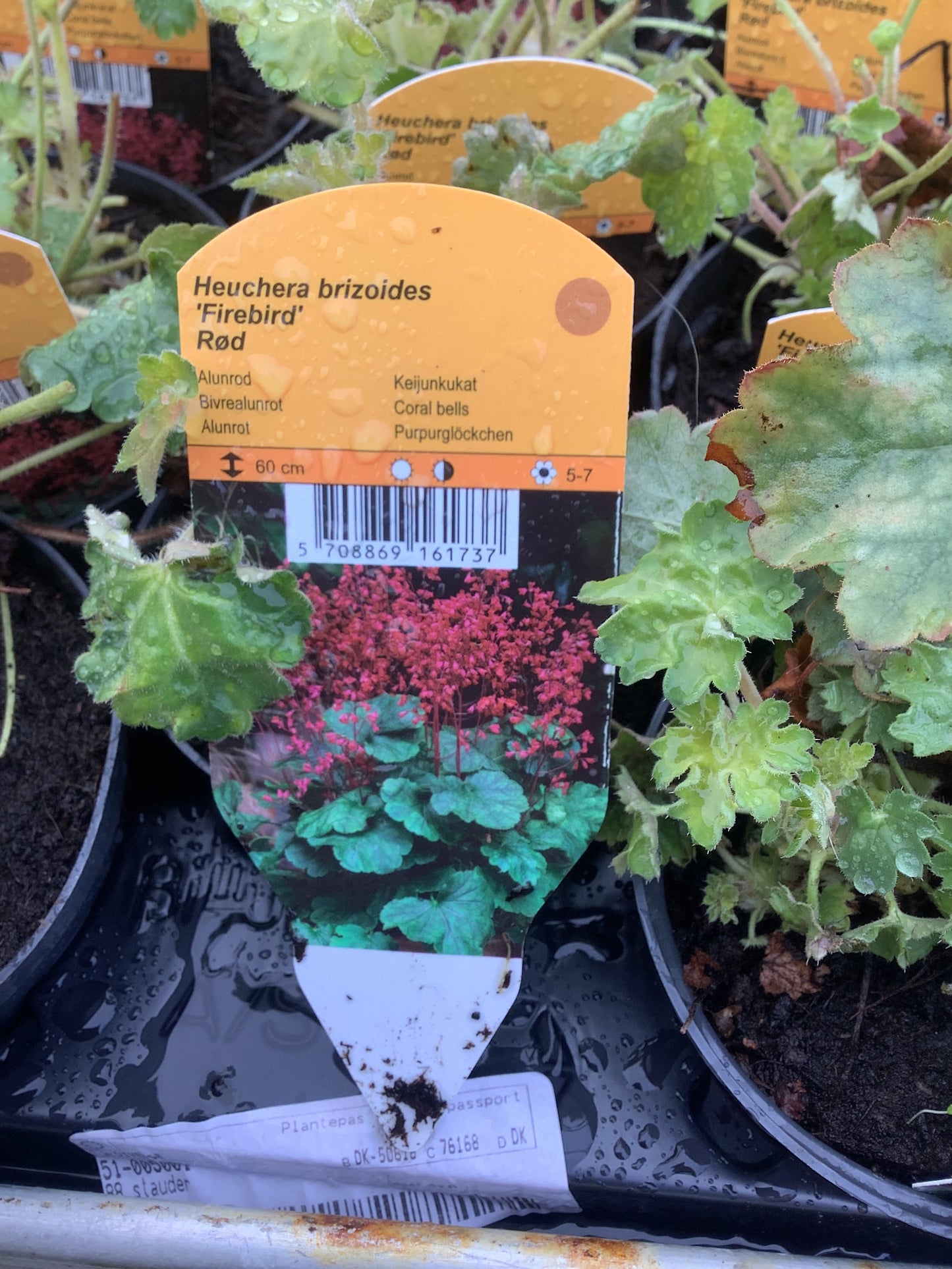 Heuchera brizoides ‘Firebird’ P11,5