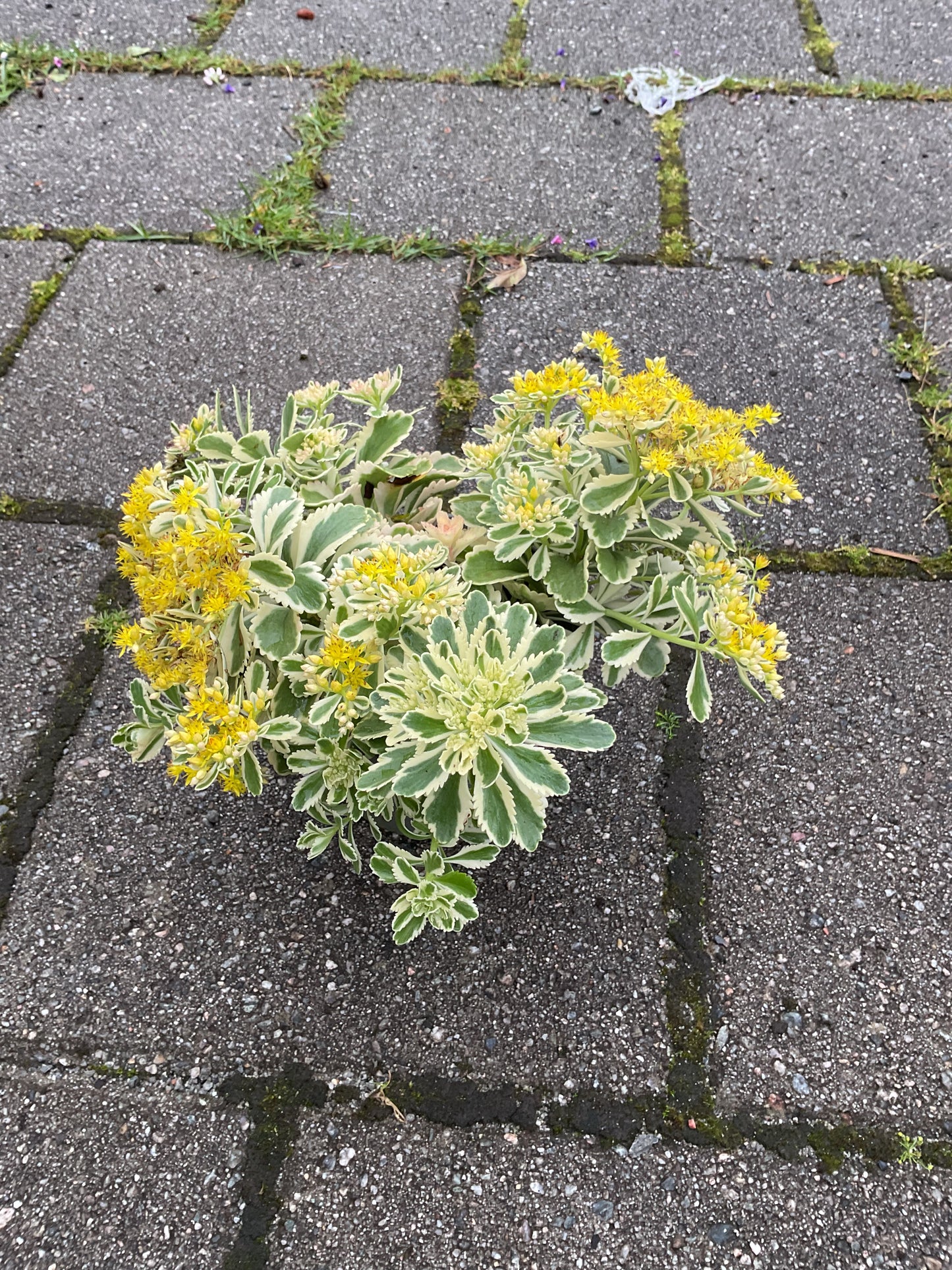 Sedum hybrid ‘Atlantis’ P13