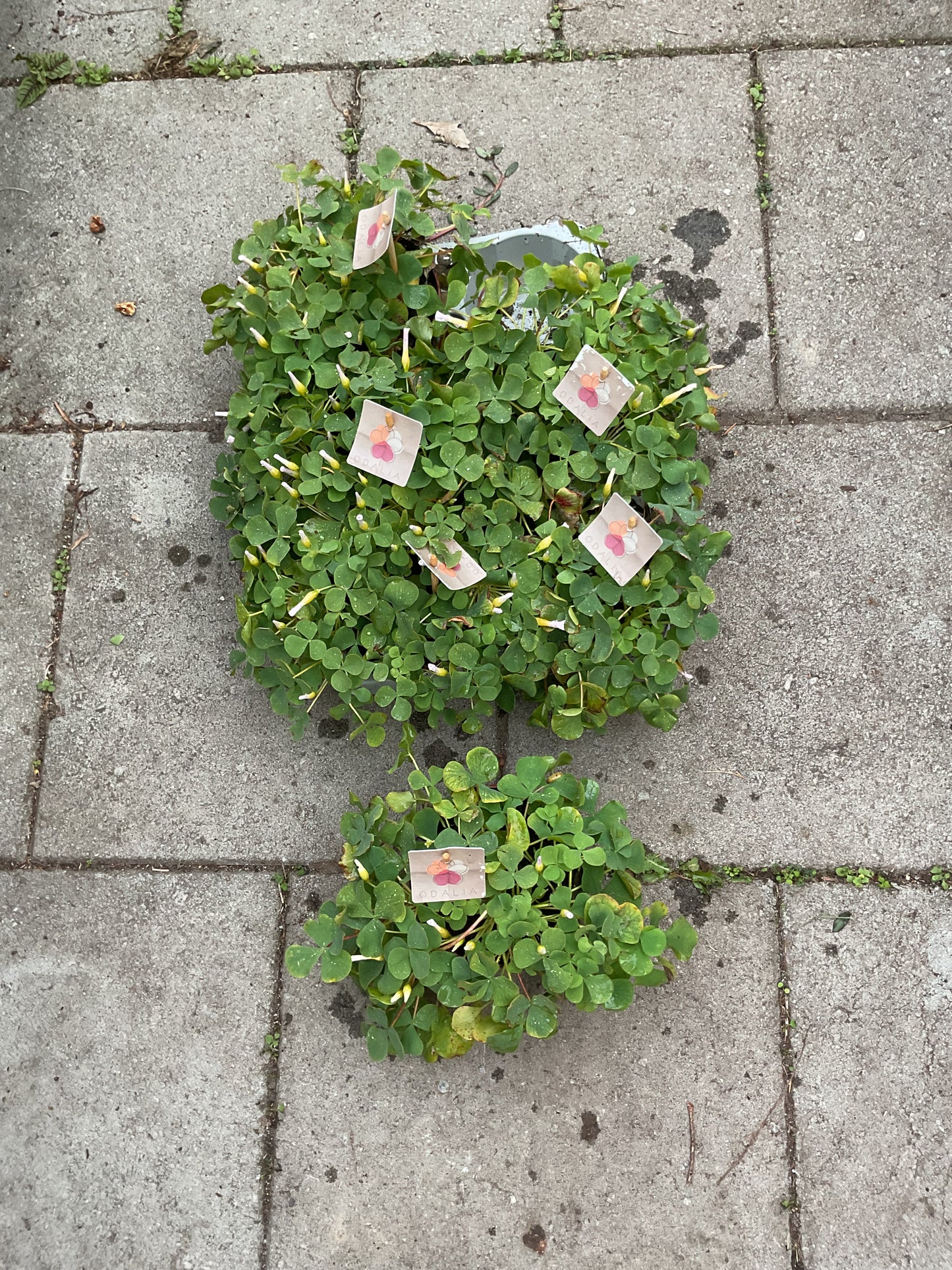 Oxalis hybrid ‘Odalia’ p12