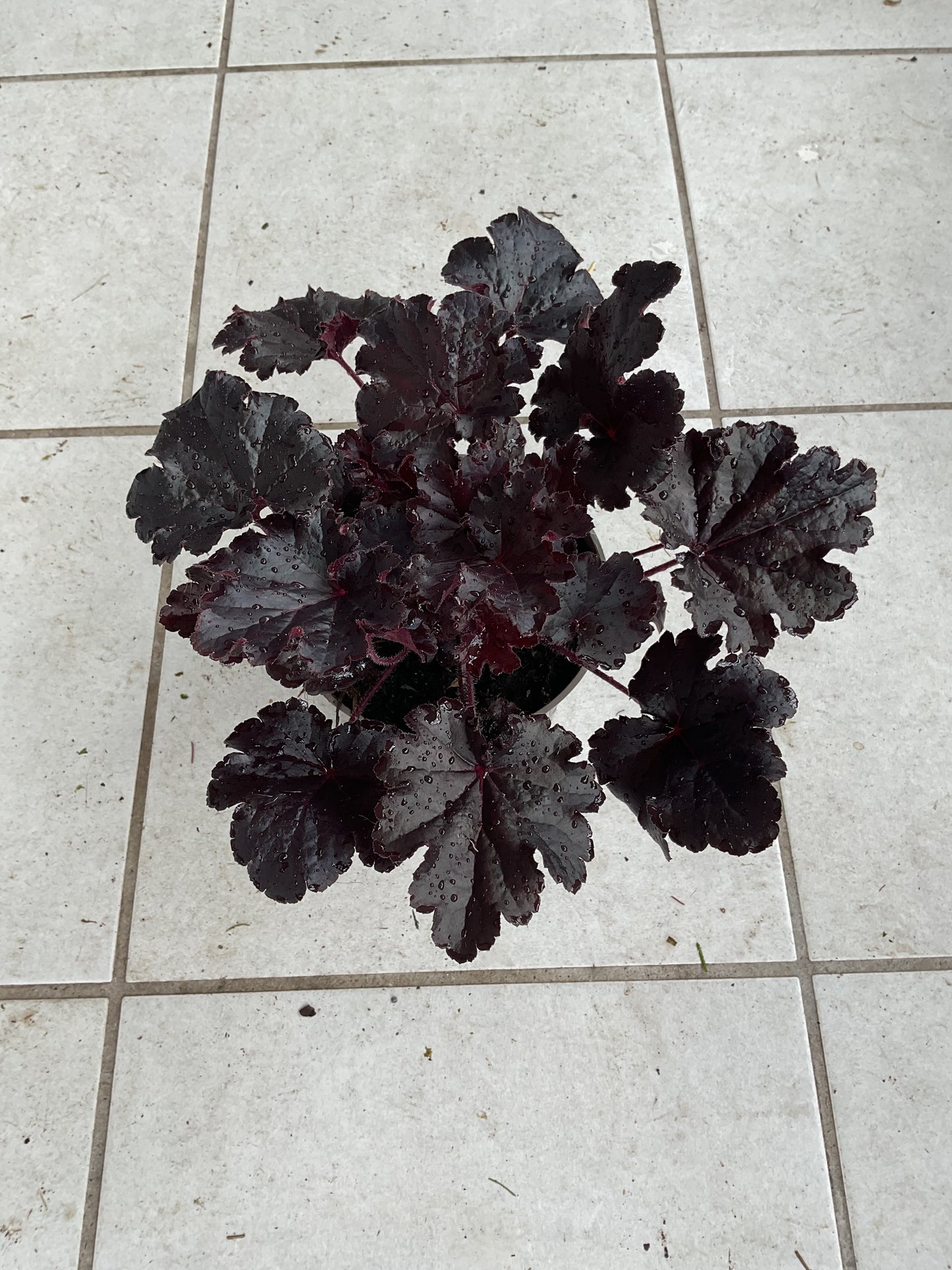 Heuchera ‘Timeless Night’ P15