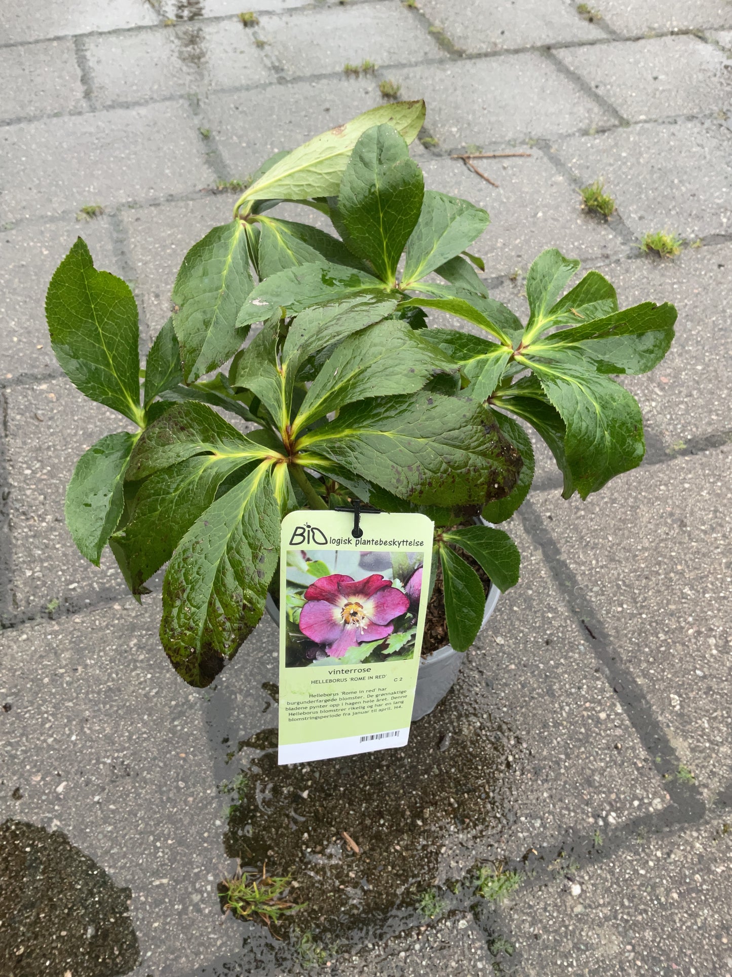 Helleborus orientalis ‘Rome in Red’ P17