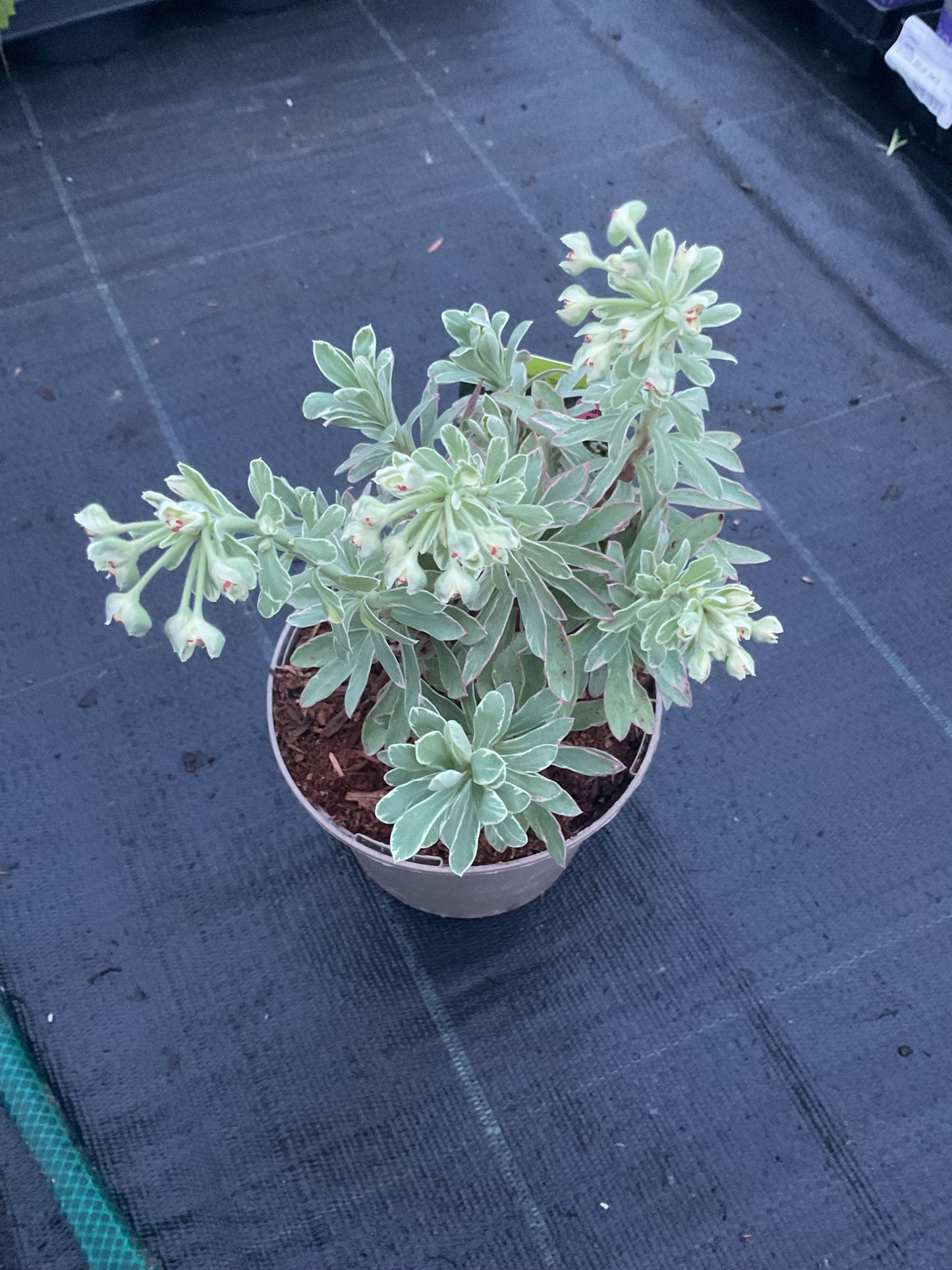 Euphorbia characias ‘Silver Edge’ P13