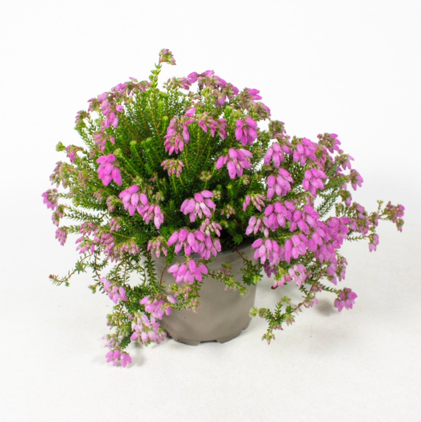 Erica x stuartii ‘Irish Lemon’ P9