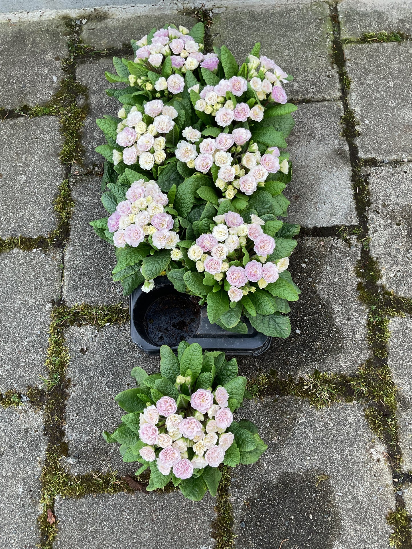 Primula Belarina ‘Pink Champagne’