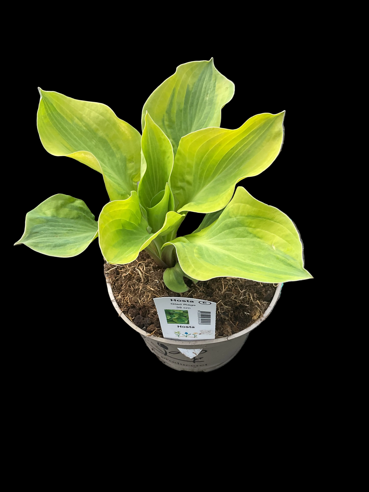 Hosta ‘Glad Rags’ P15