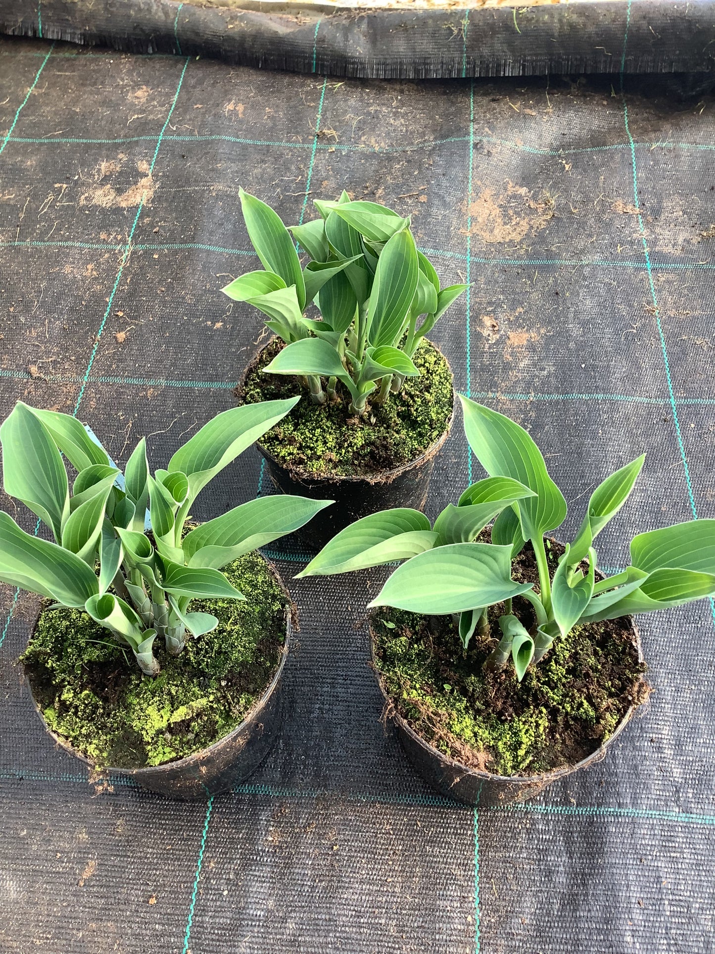 Hosta ‘Blue Diamond’