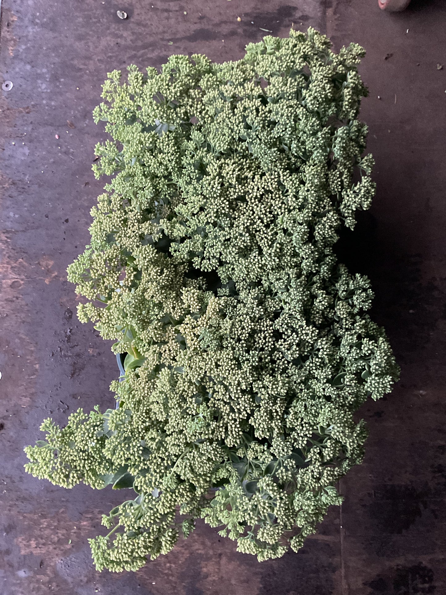 Sedum telephium ‘Herbstfreude’ P13