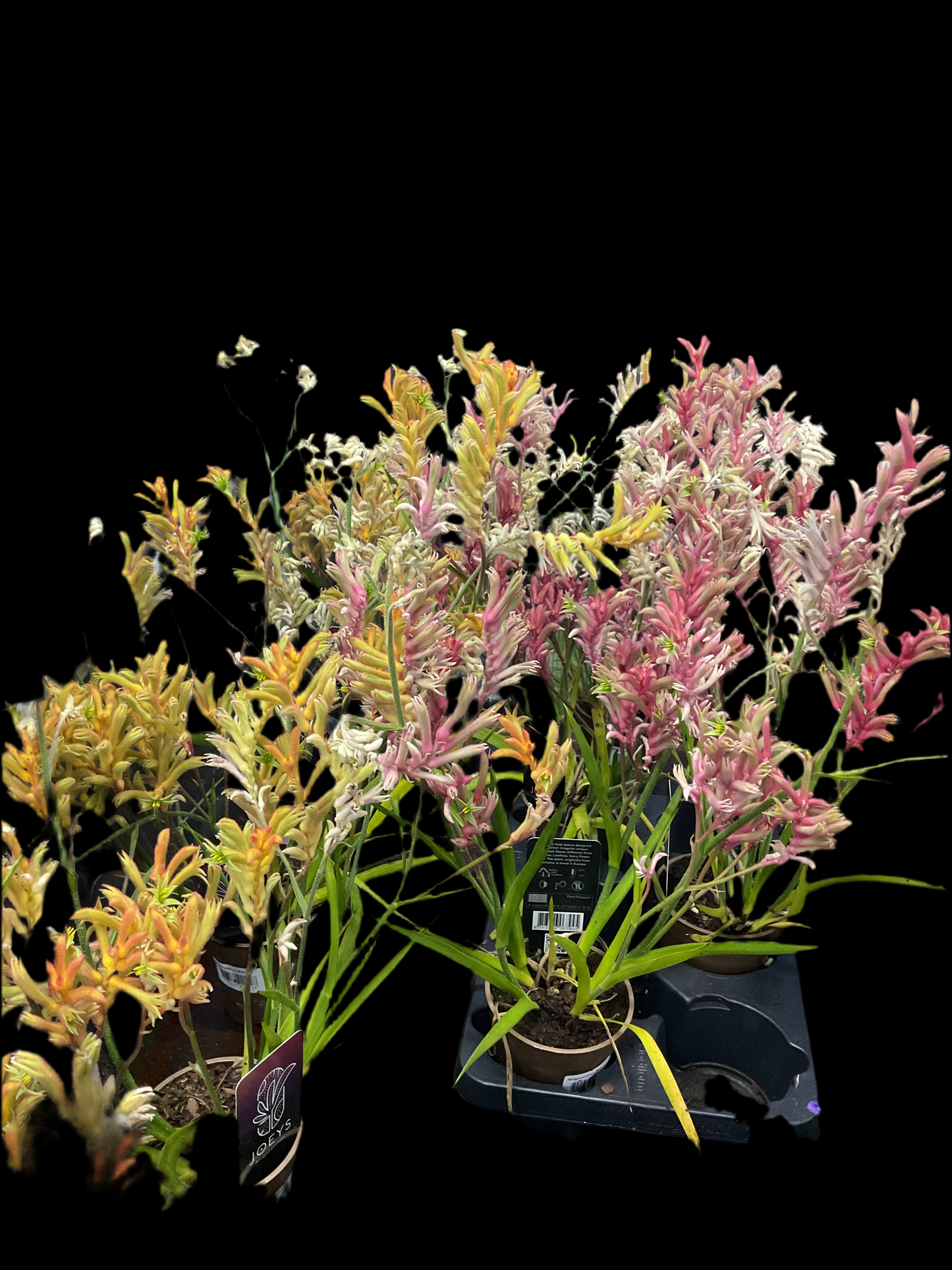 Anigozanthos ‘Beauty Orange’ P12