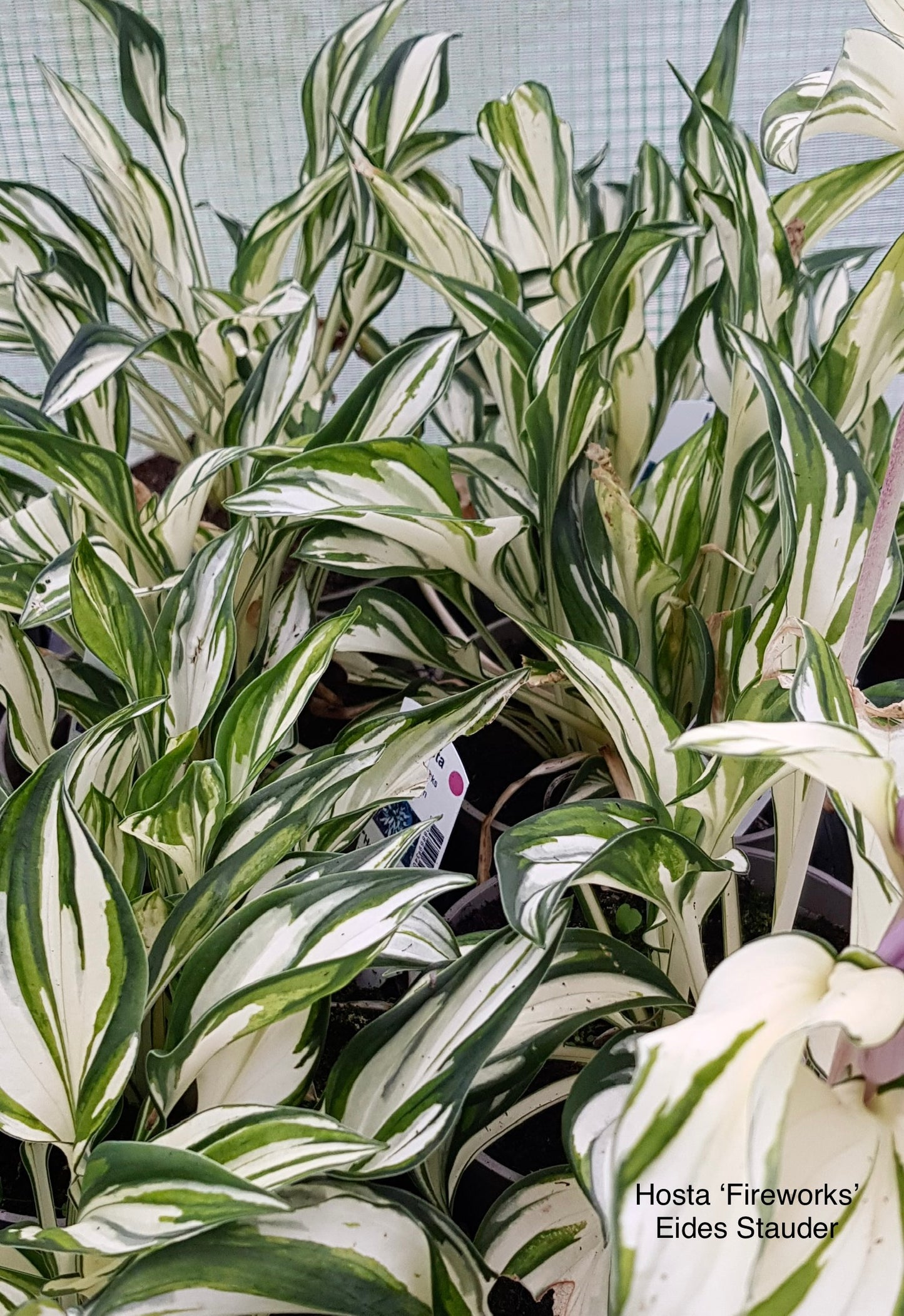 Hosta ‘Fireworks’ P15