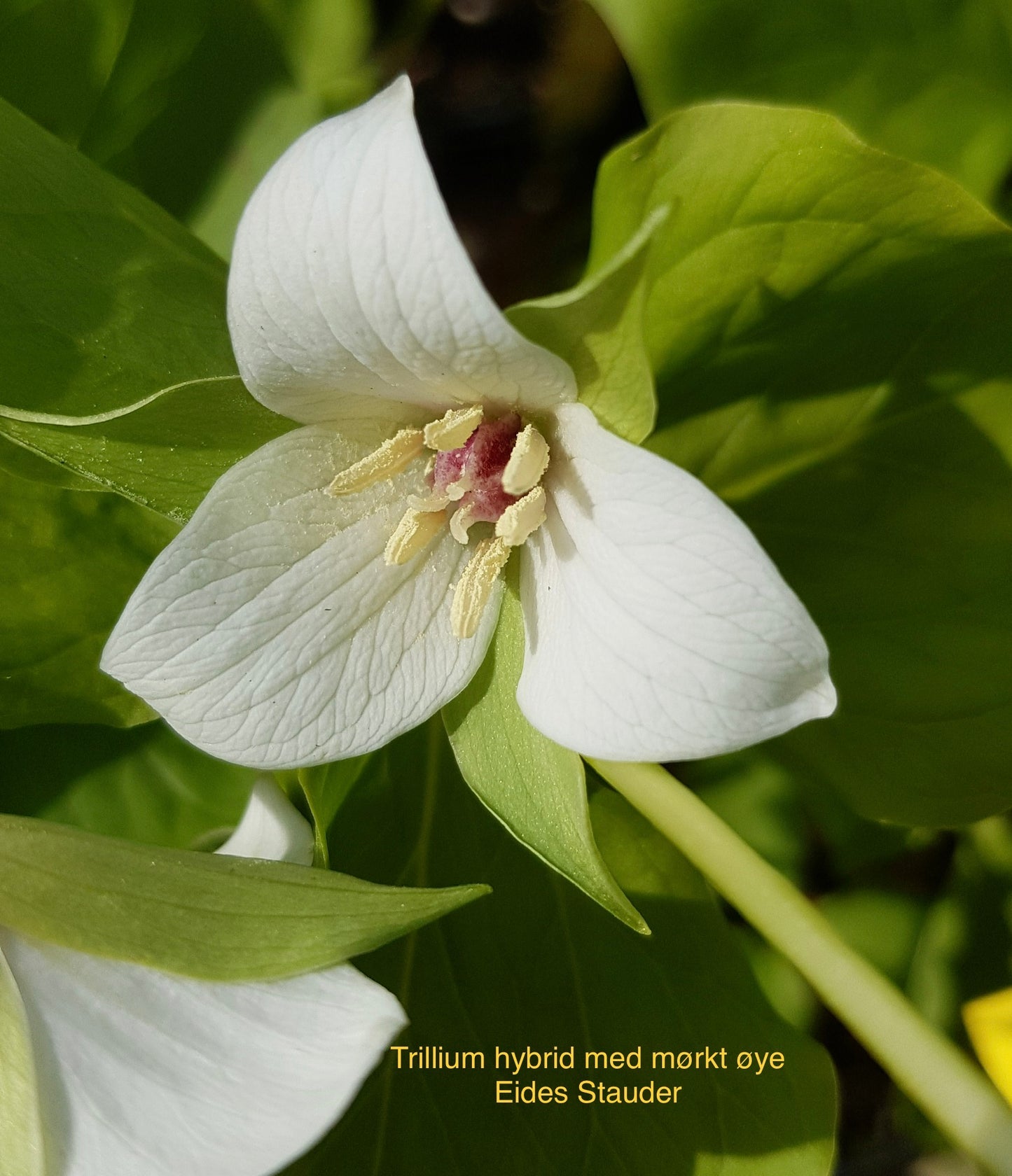 Trillium hybrid med mørkt øye