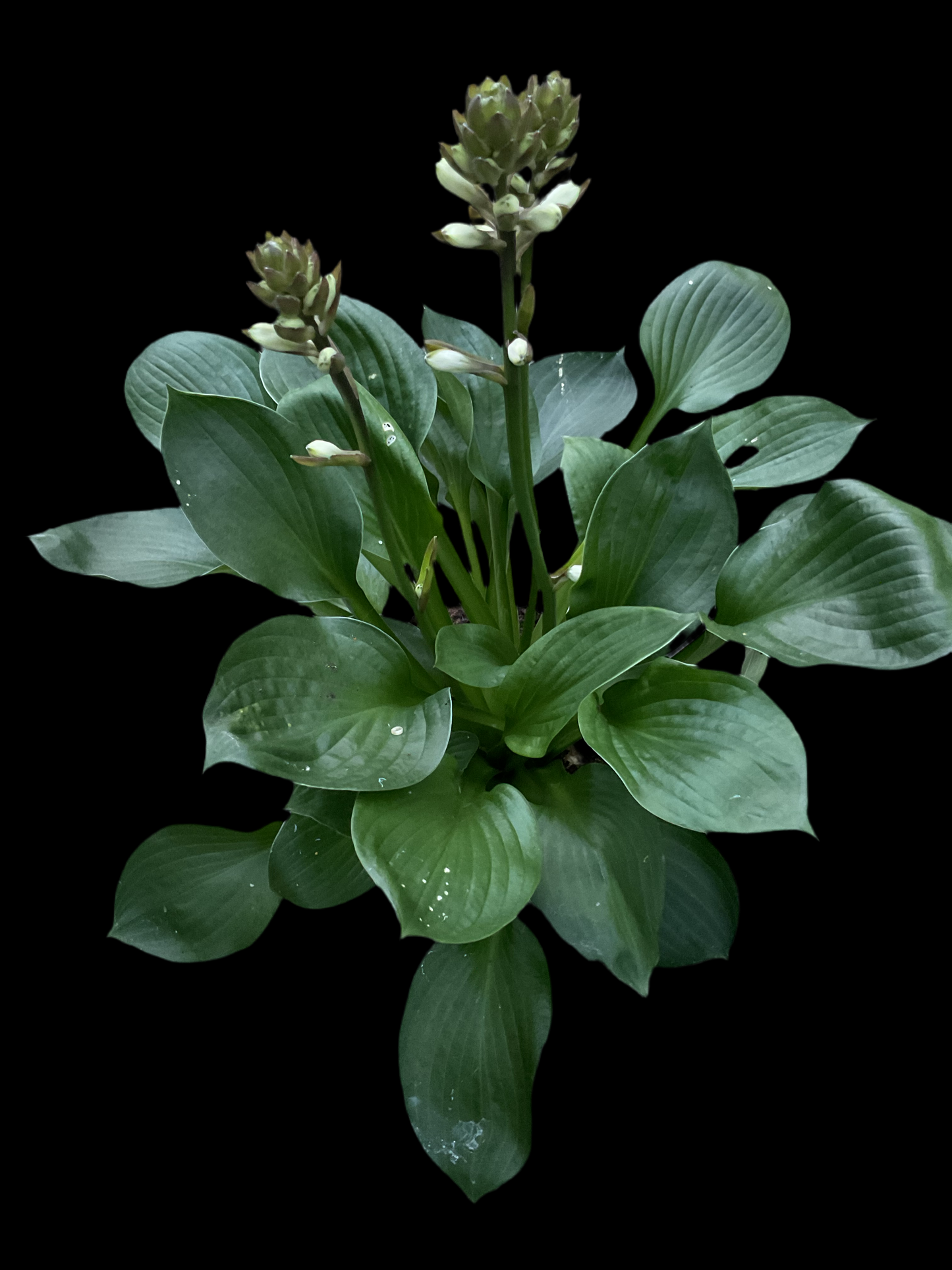 Hosta ‘Lakeside Lollipop’ P15
