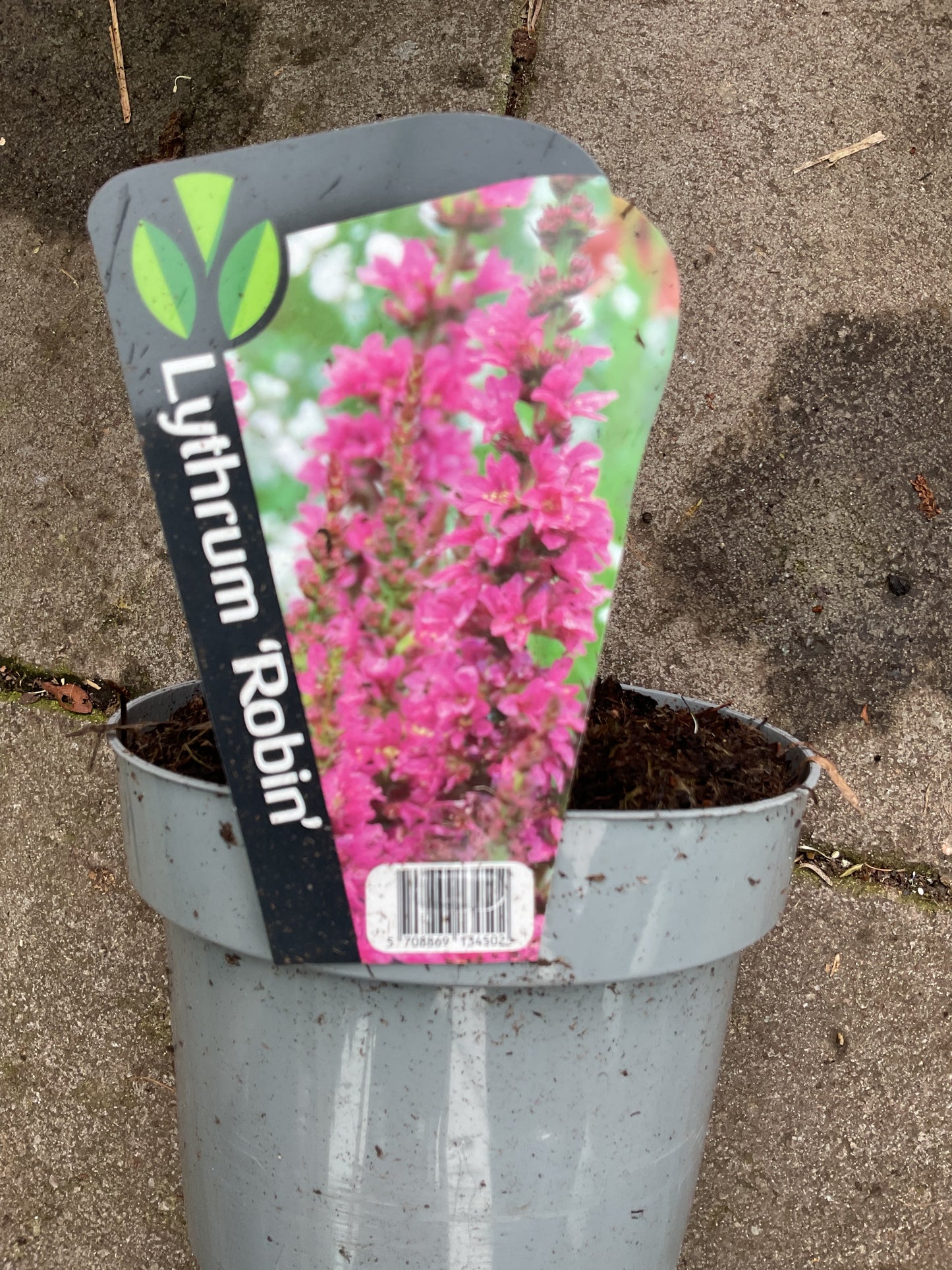 Lythrum salicaria ‘Robin’ P17