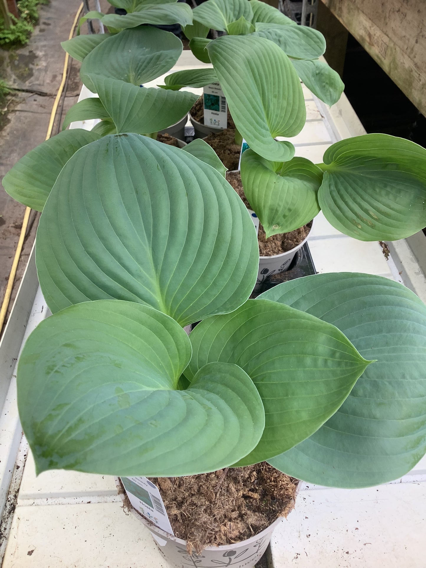 Hosta ‘Black Beauty’ P15