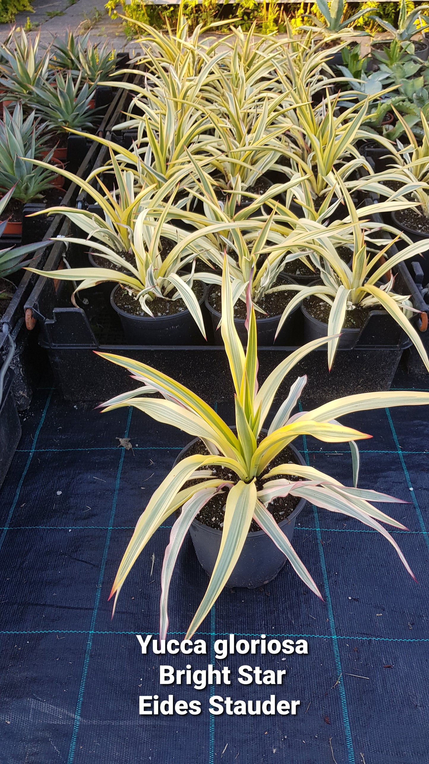 Yucca gloriosa ‘Bright Star’ P17