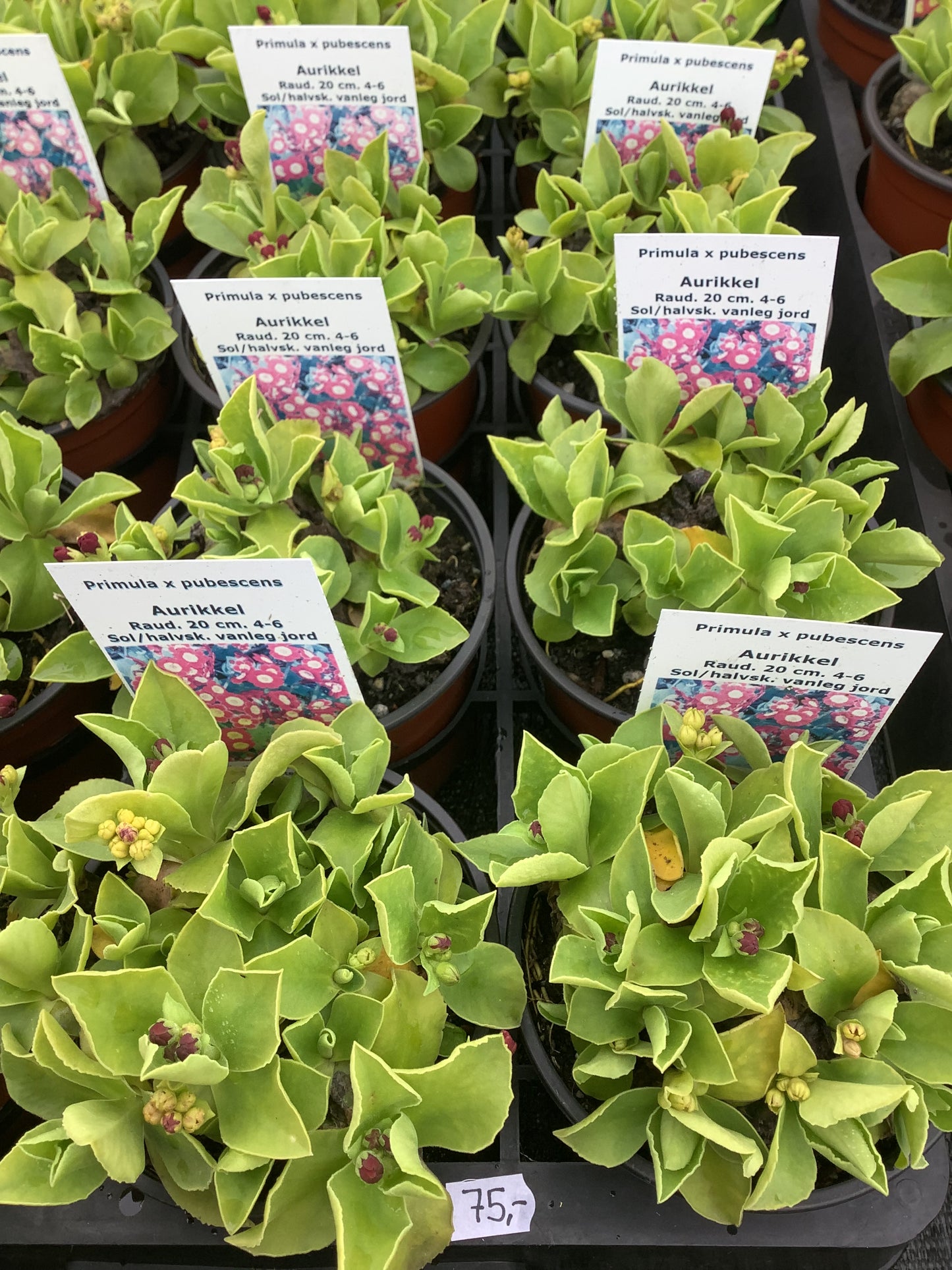 Primula x pubescens ‘Red Hybrid’