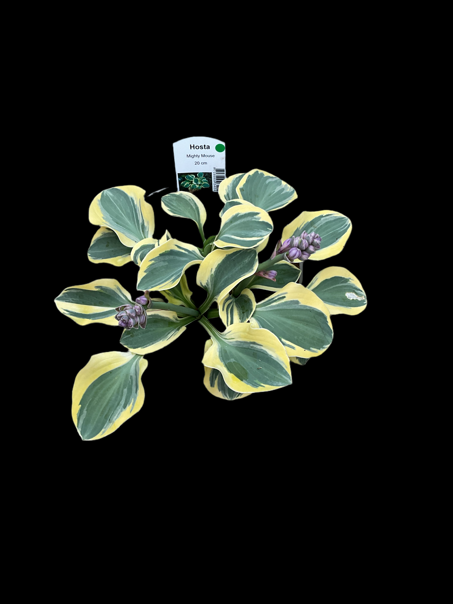 Hosta ‘Mighty Mouse’ P12