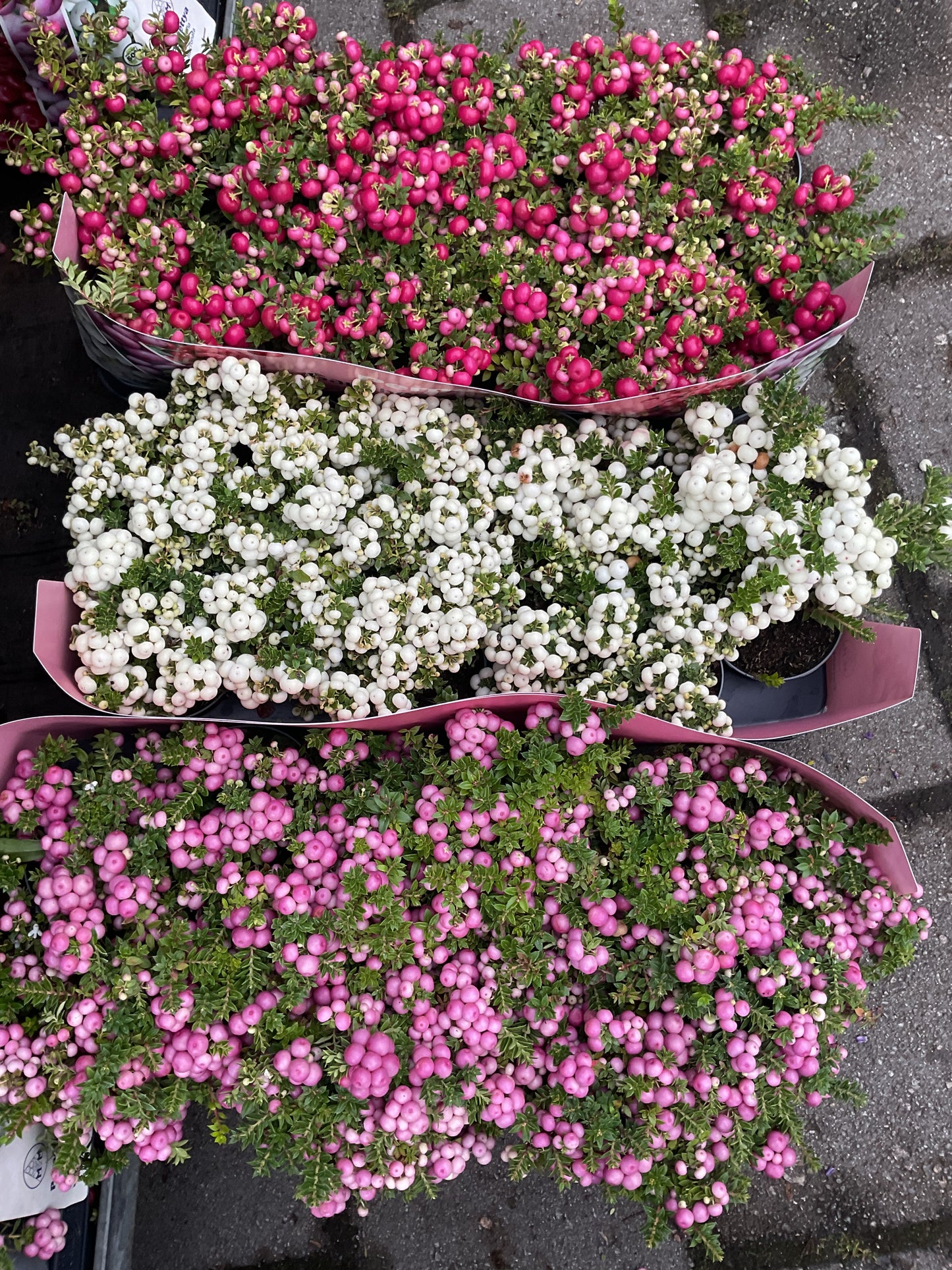 Gaultheria mucronata P11