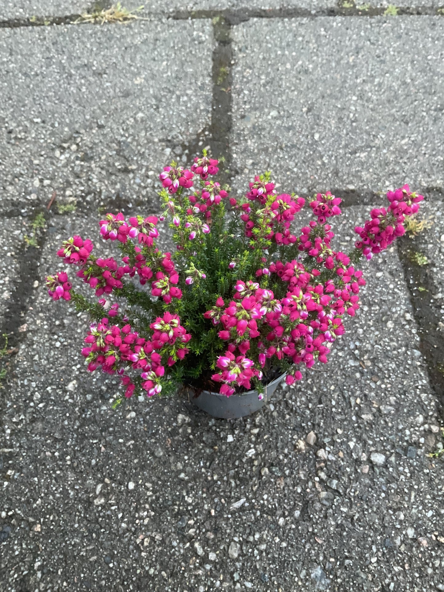 Erica cinerea Rød P9