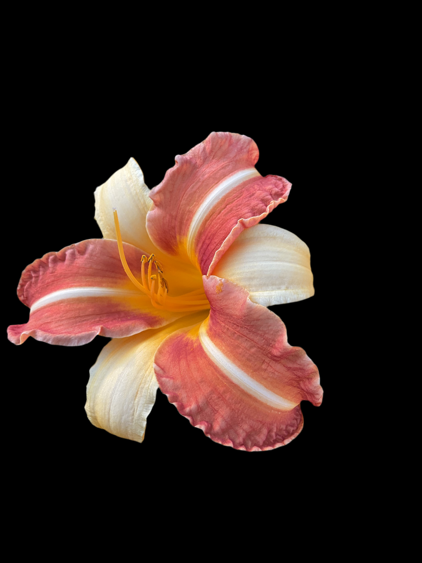 Hemerocallis ‘Frans Hals’