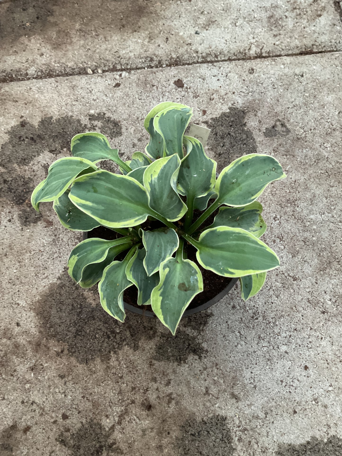 Hosta ‘Smiling Mouse’