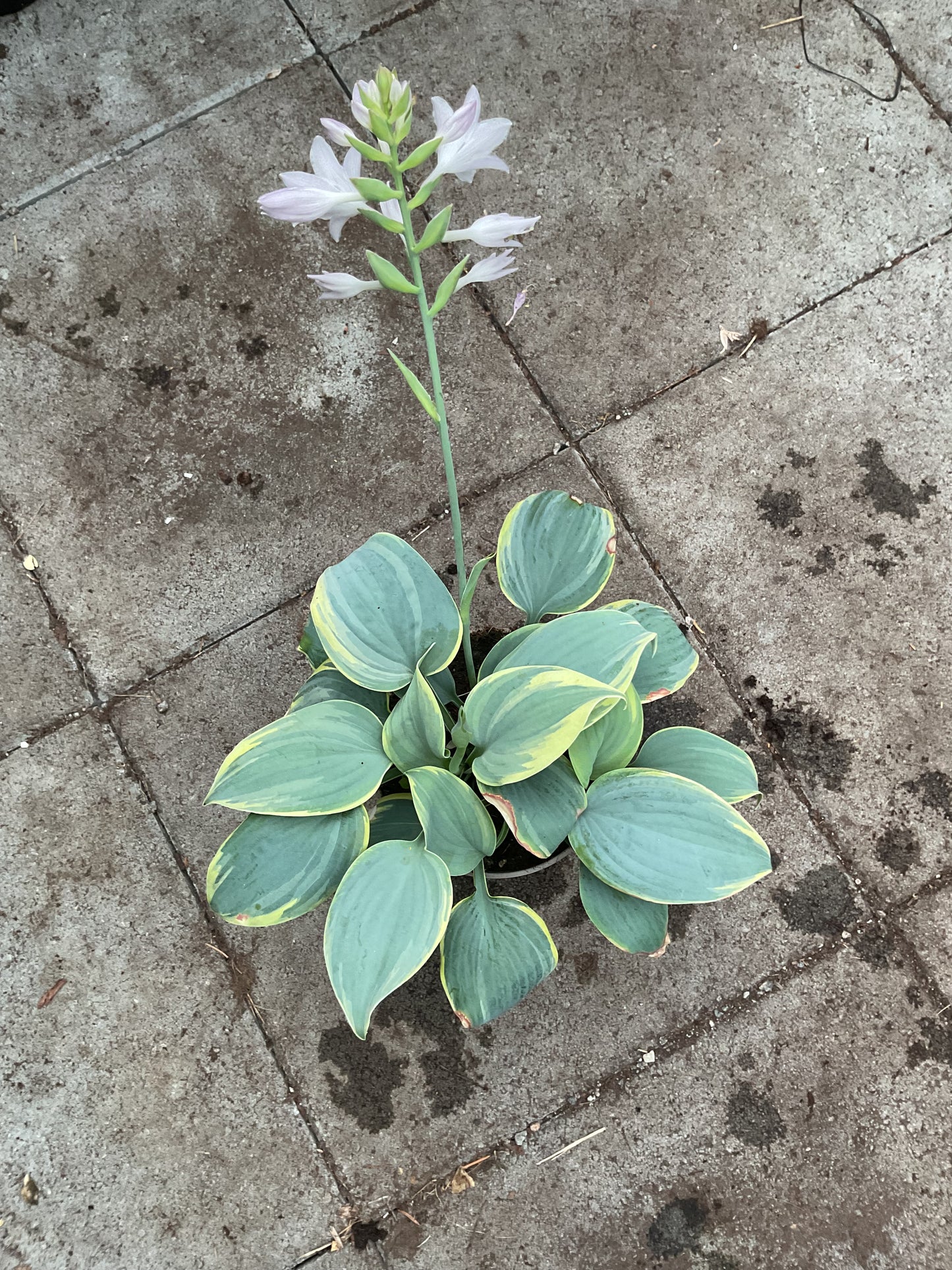 Hosta ‘Blue Flame’ P15