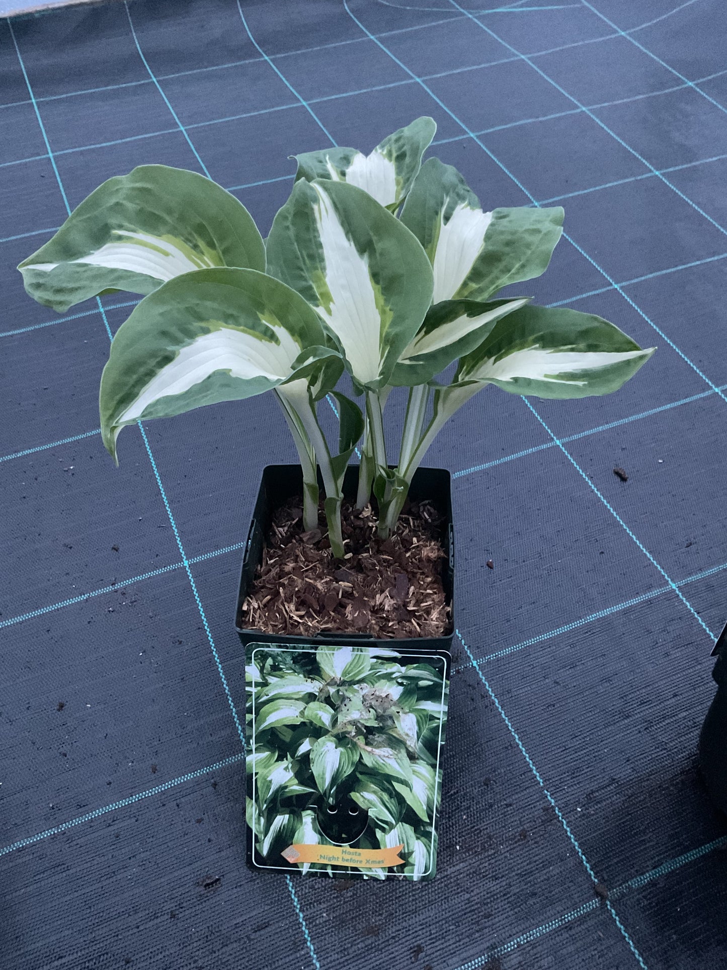 Hosta ‘Night Before Christmas’ P11x11