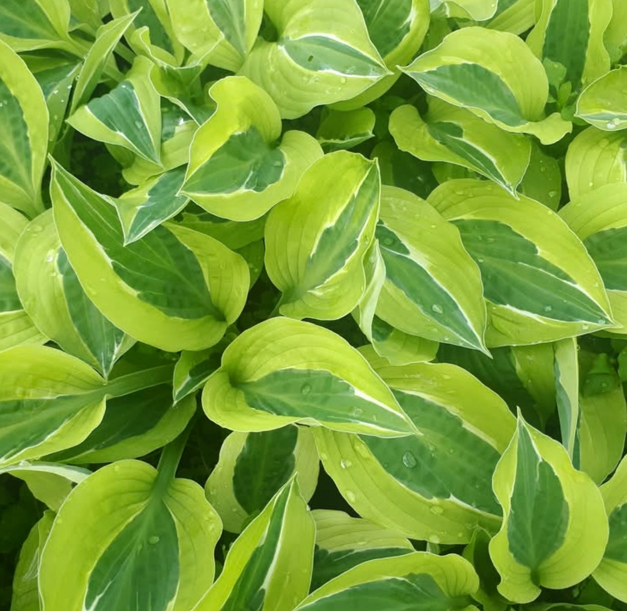 Hosta ‘Yellow Polka Dot Bikini’ P15