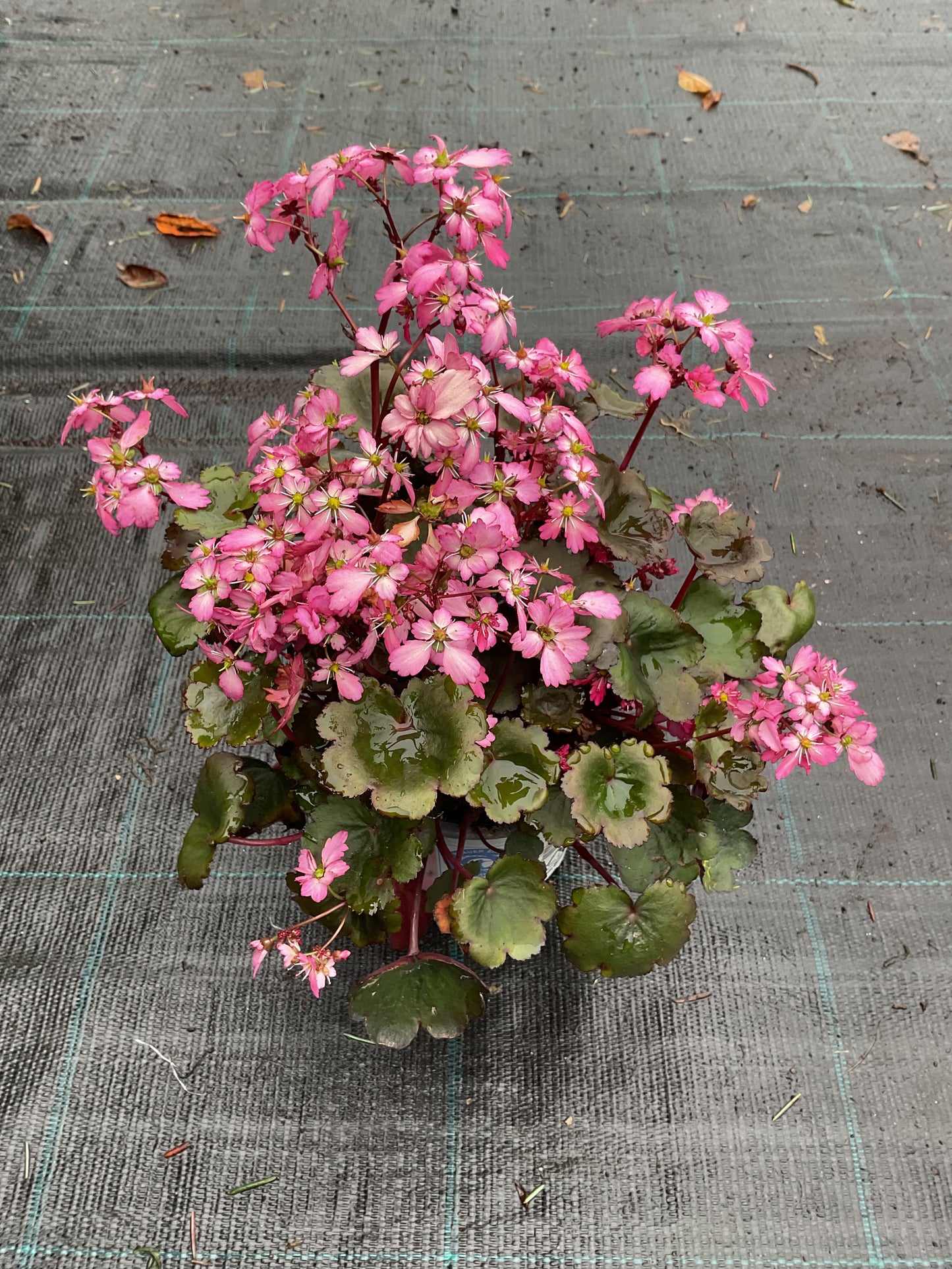 Saxifraga cortusifolia ‘Dancing Pixies Tony’ P13