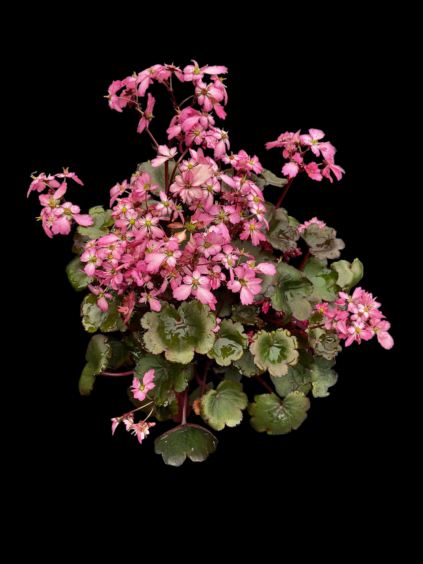 Saxifraga cortusifolia ‘Dancing Pixies Tony’ P13
