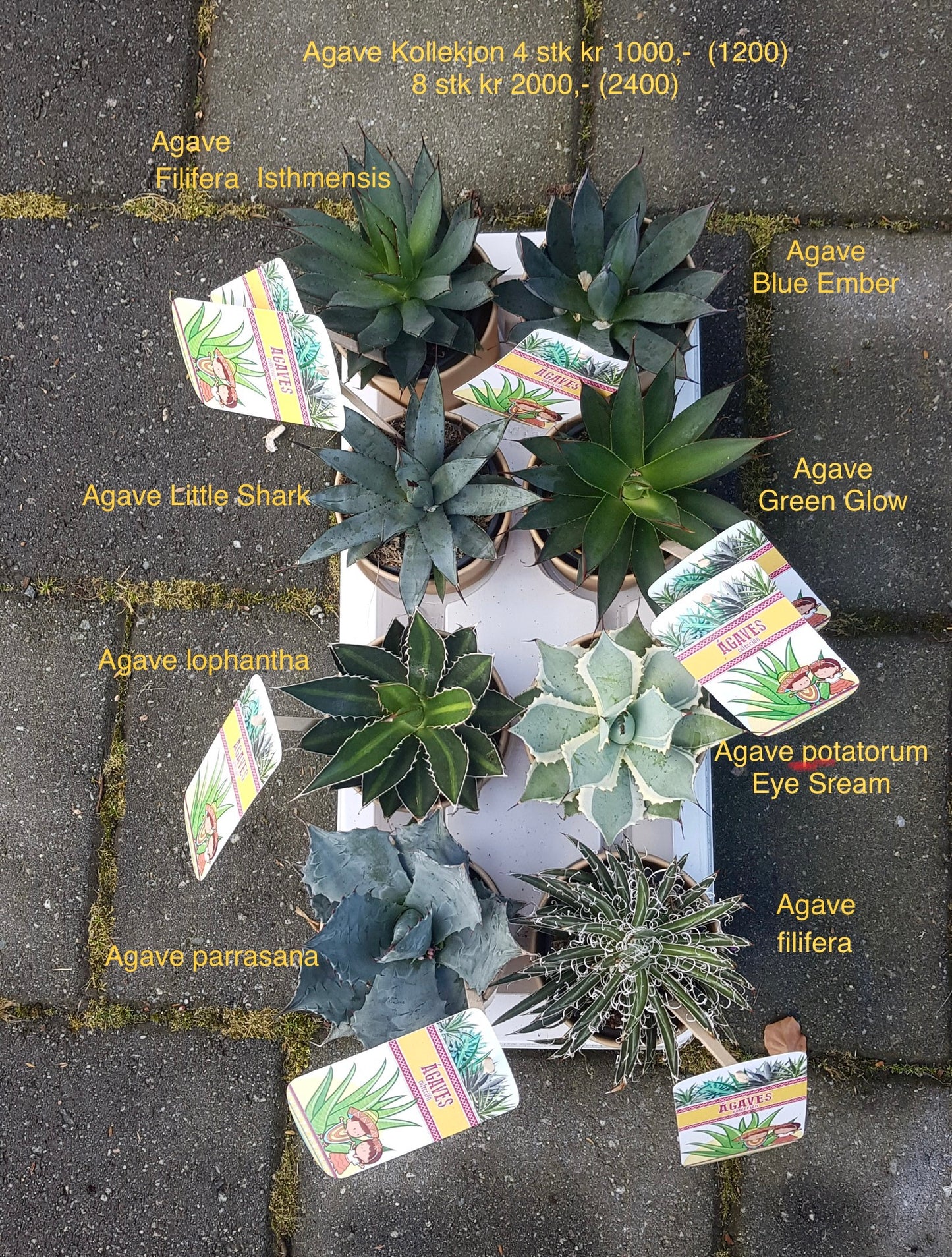 Agave Kolleksjon av 4 stk mix