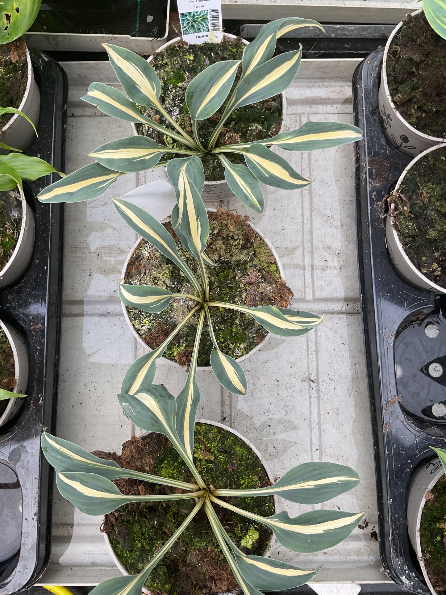 Hosta ‘Little Treasure’ P15