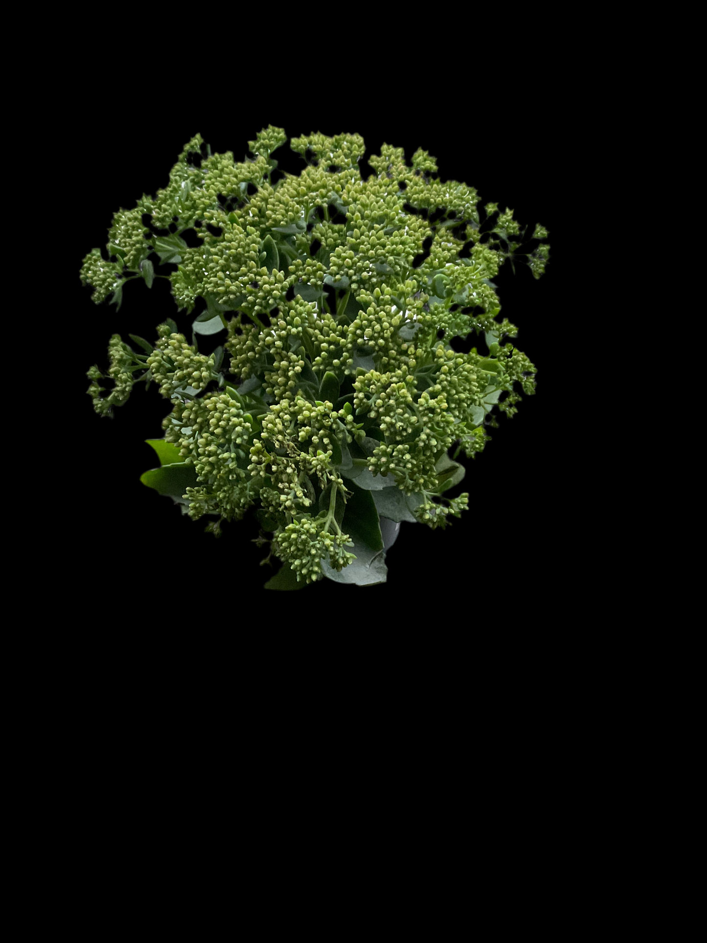 Sedum telephium ‘Herbstfreude’ P13