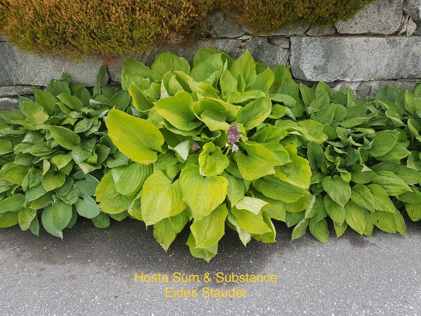 Hosta ‘Sum and Substance’