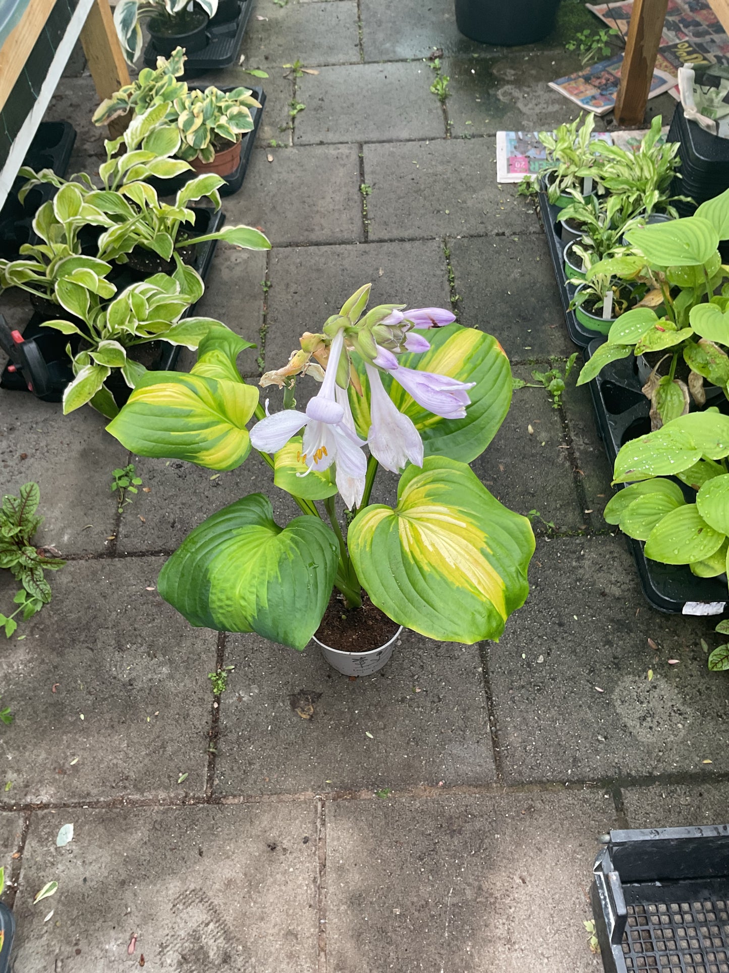 Hosta ‘Enchiladas’ P15