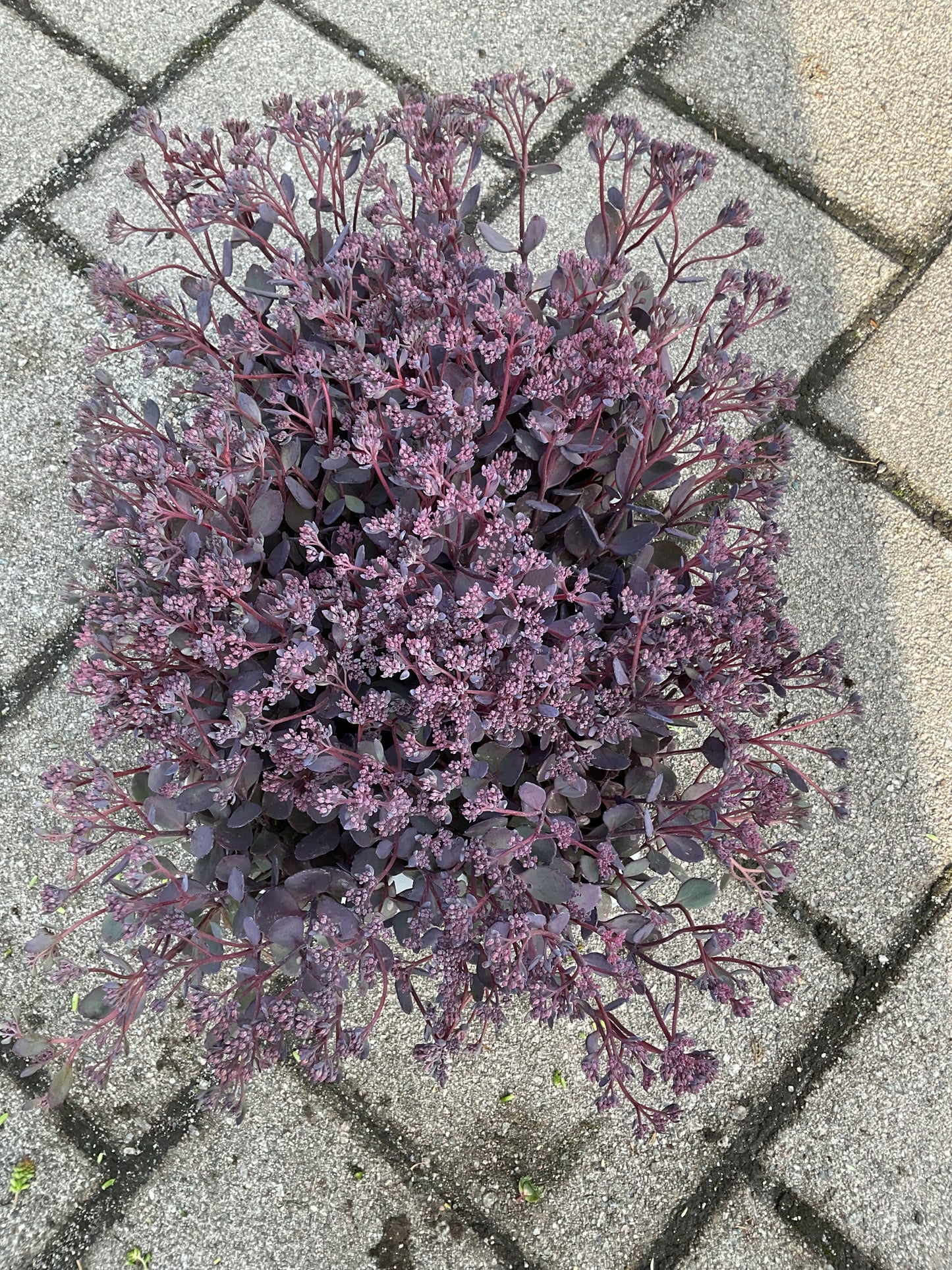 Sedum hybrid ‘Bertram Anderson’ P13