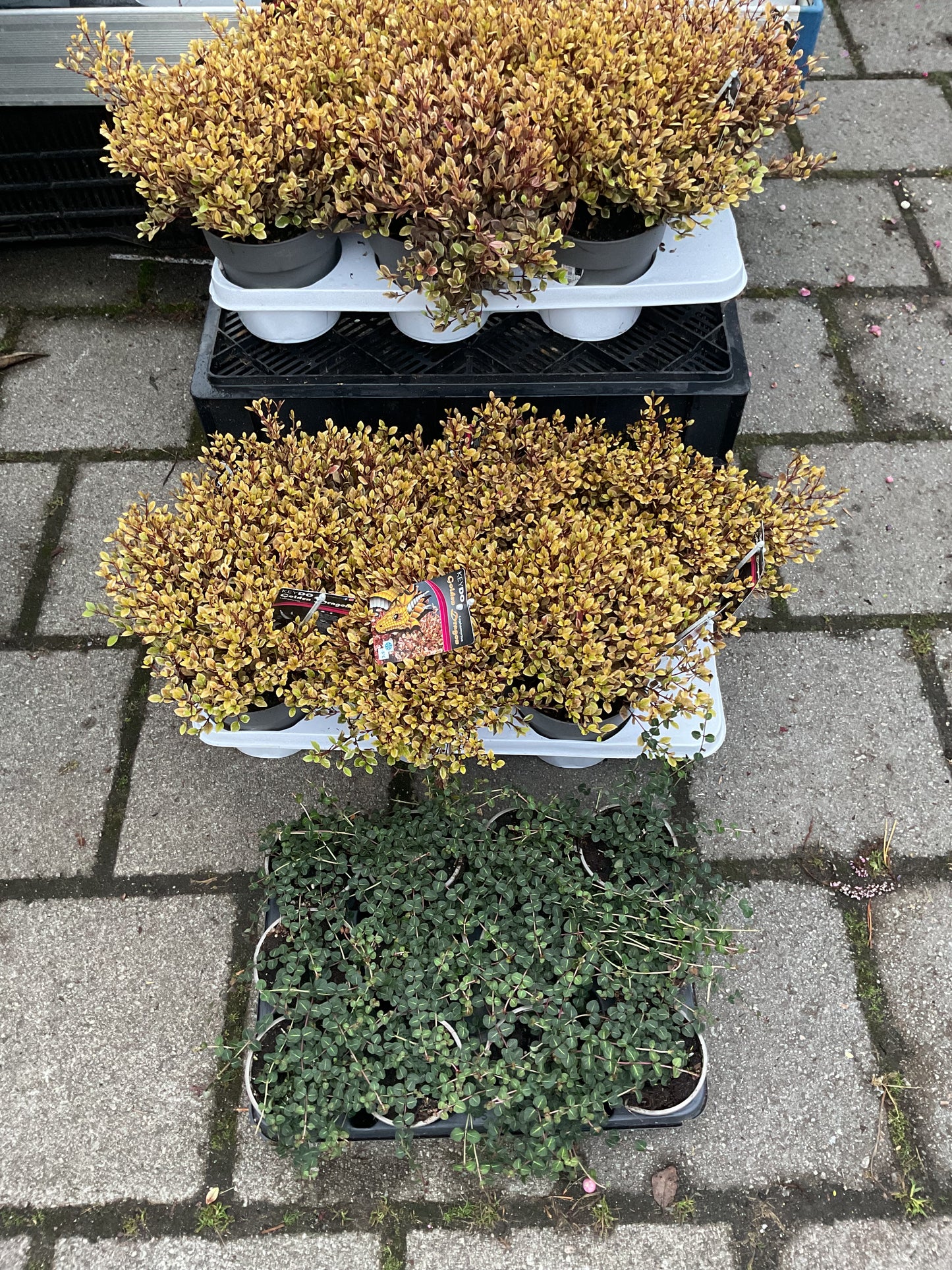 Lophomyrtus x ralphii ‘Golden Dragon’ P17