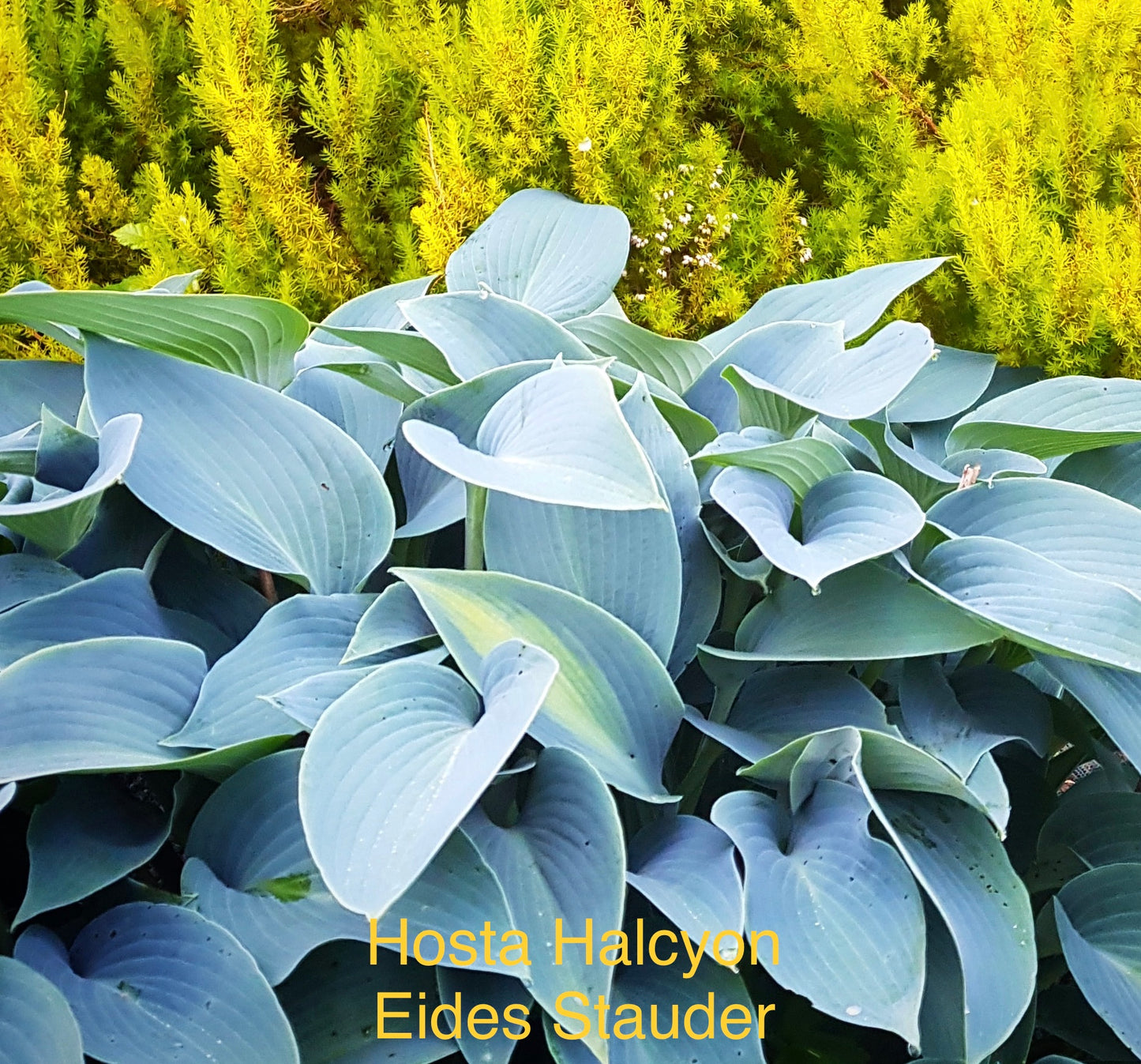 Hosta ‘Halcyon’ P15