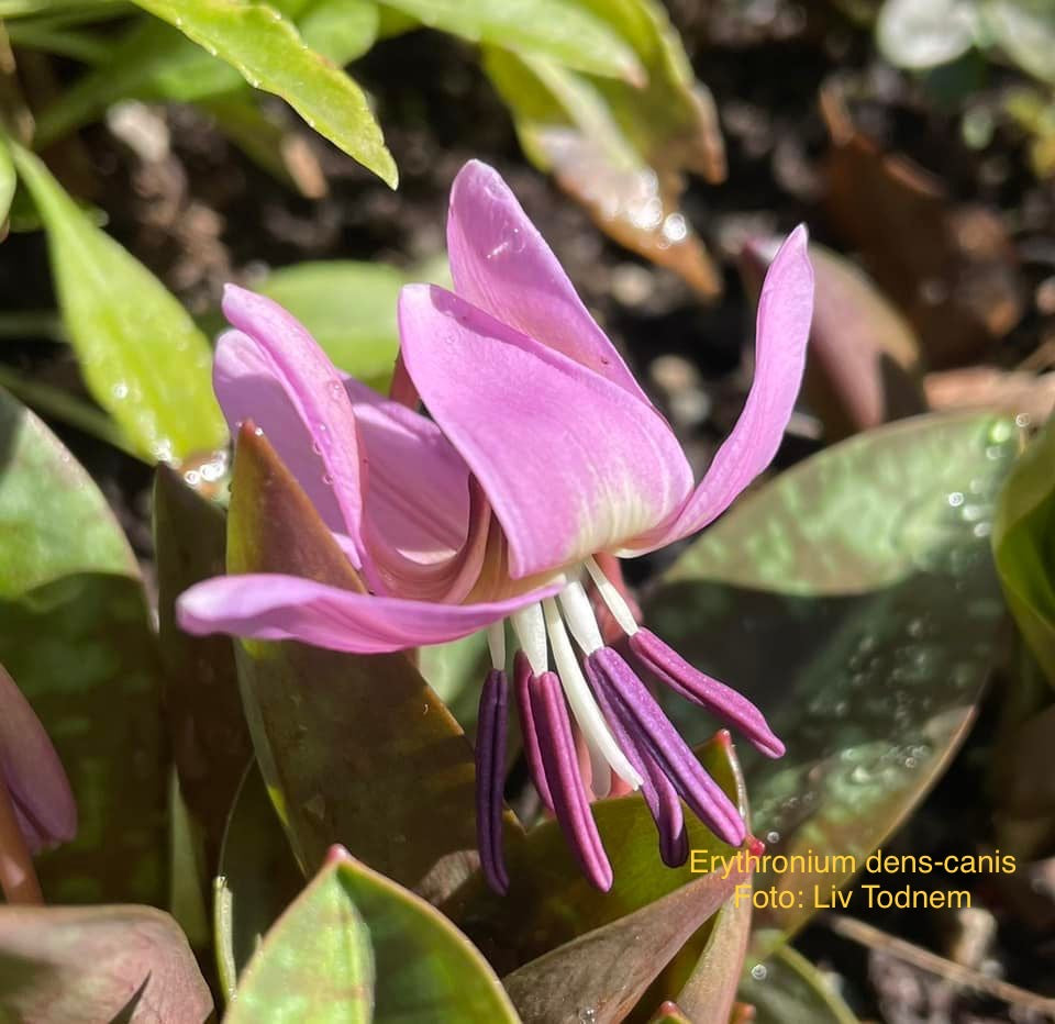 Erythronium dens-canis