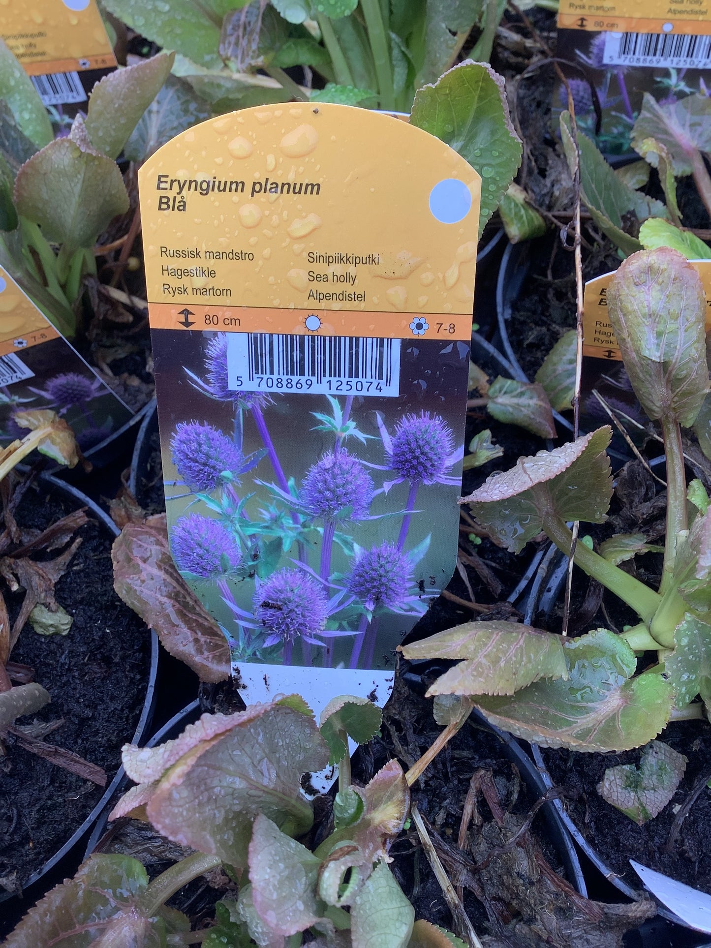 Eryngium planum