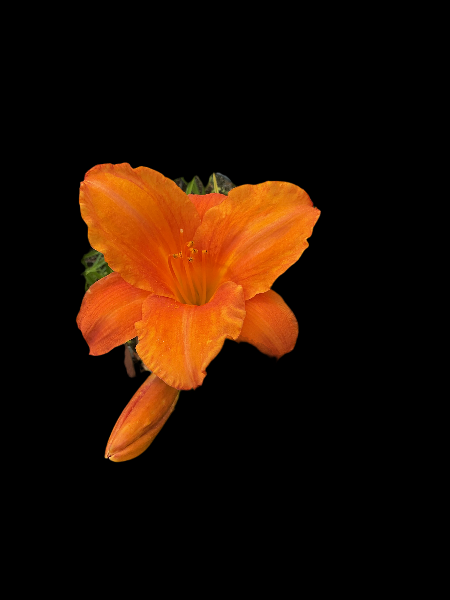 Hemerocallis ‘My Reggae Tiger’ P11x11