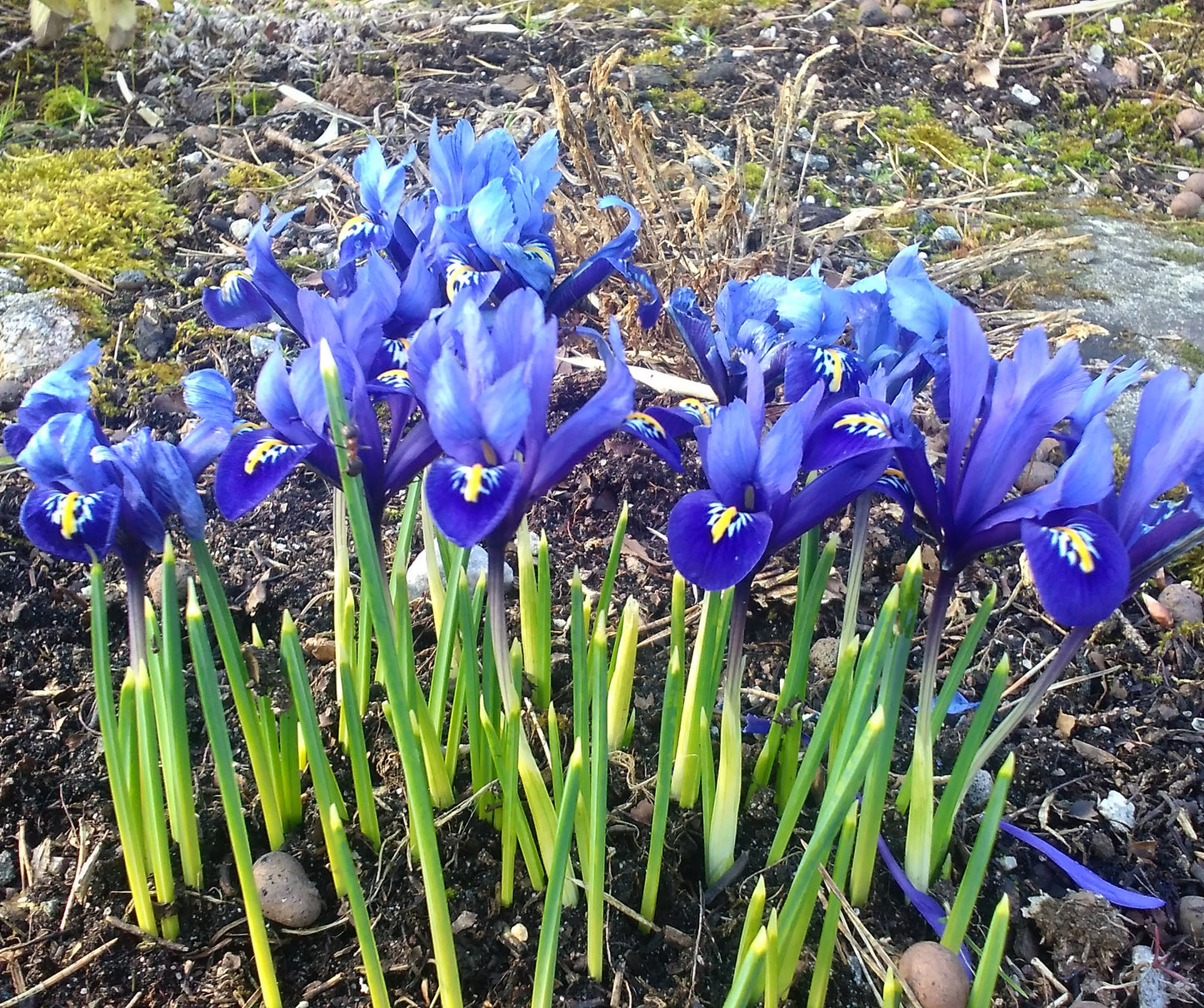 Iris reticulata