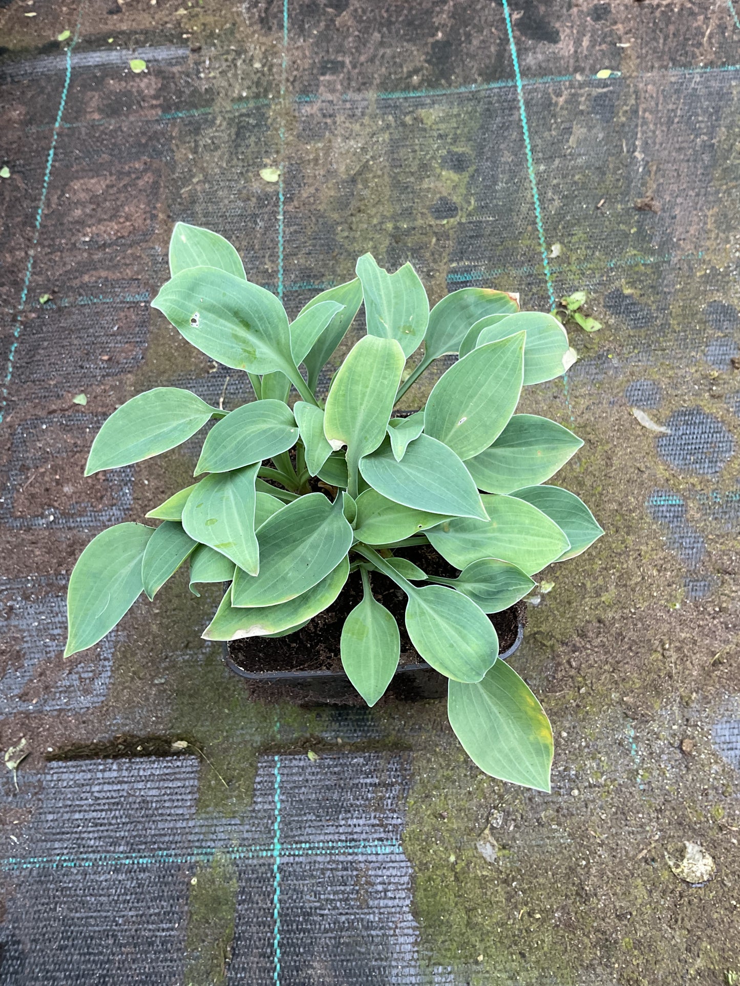 Hosta ‘Bashful’
