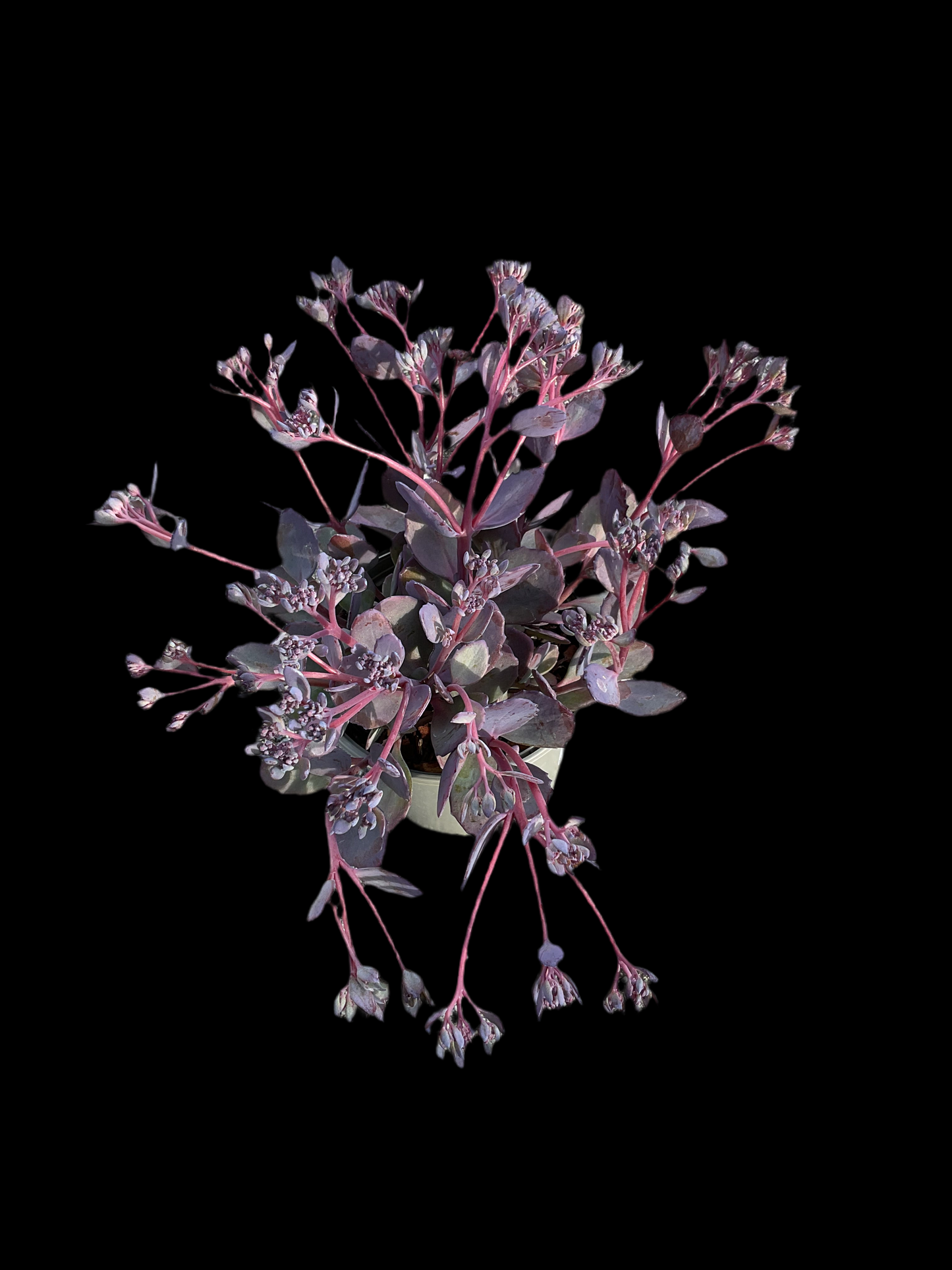 Sedum telephium ‘Seduction Rosé Soirée' P13
