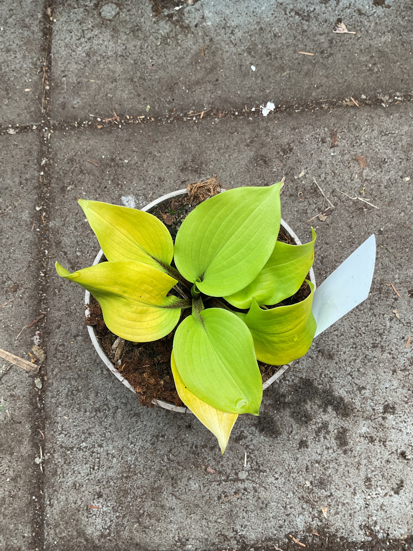 Hosta ‘Hotshot’ P15