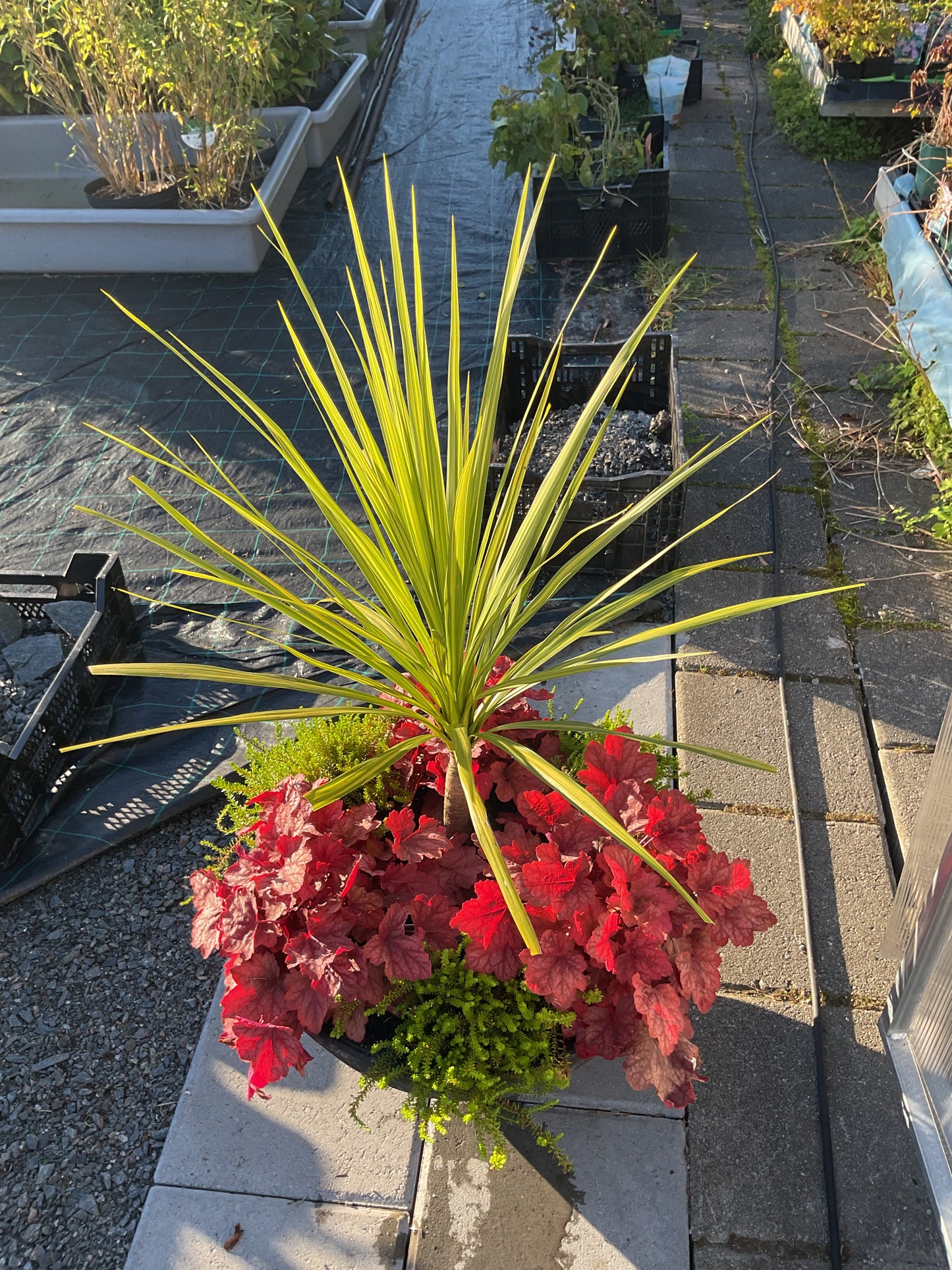 Heuchera ‘Fire Alarm’ P13