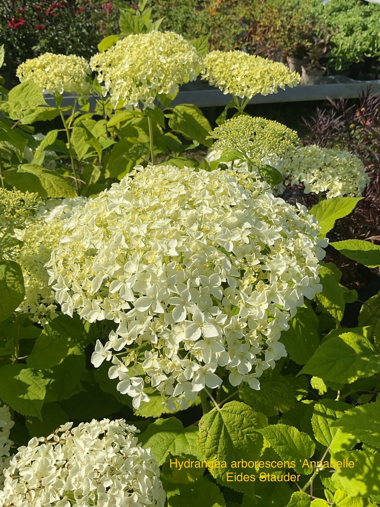 Hydrangea arborescens ‘Annabelle’ P23